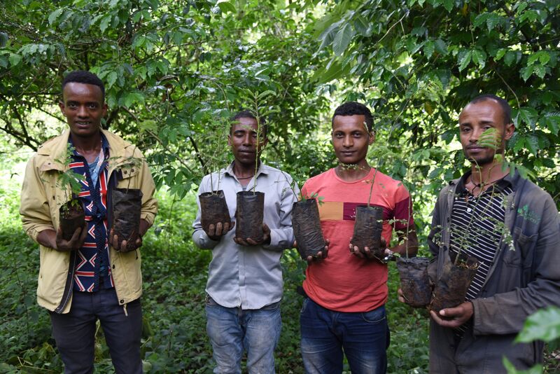 Shade tree nursery in Ethiopia
