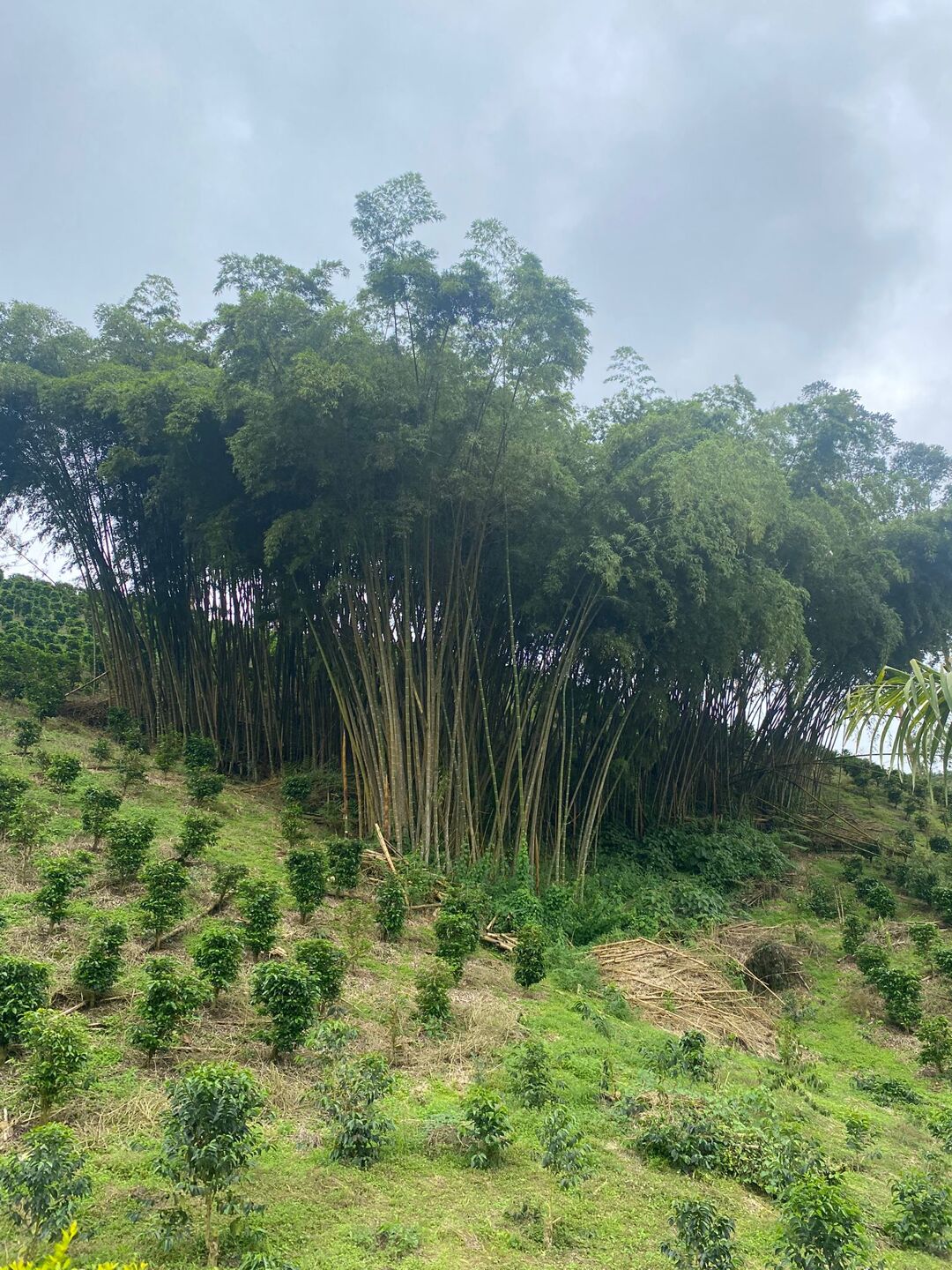 Café granja la Esperanza (4).jpg