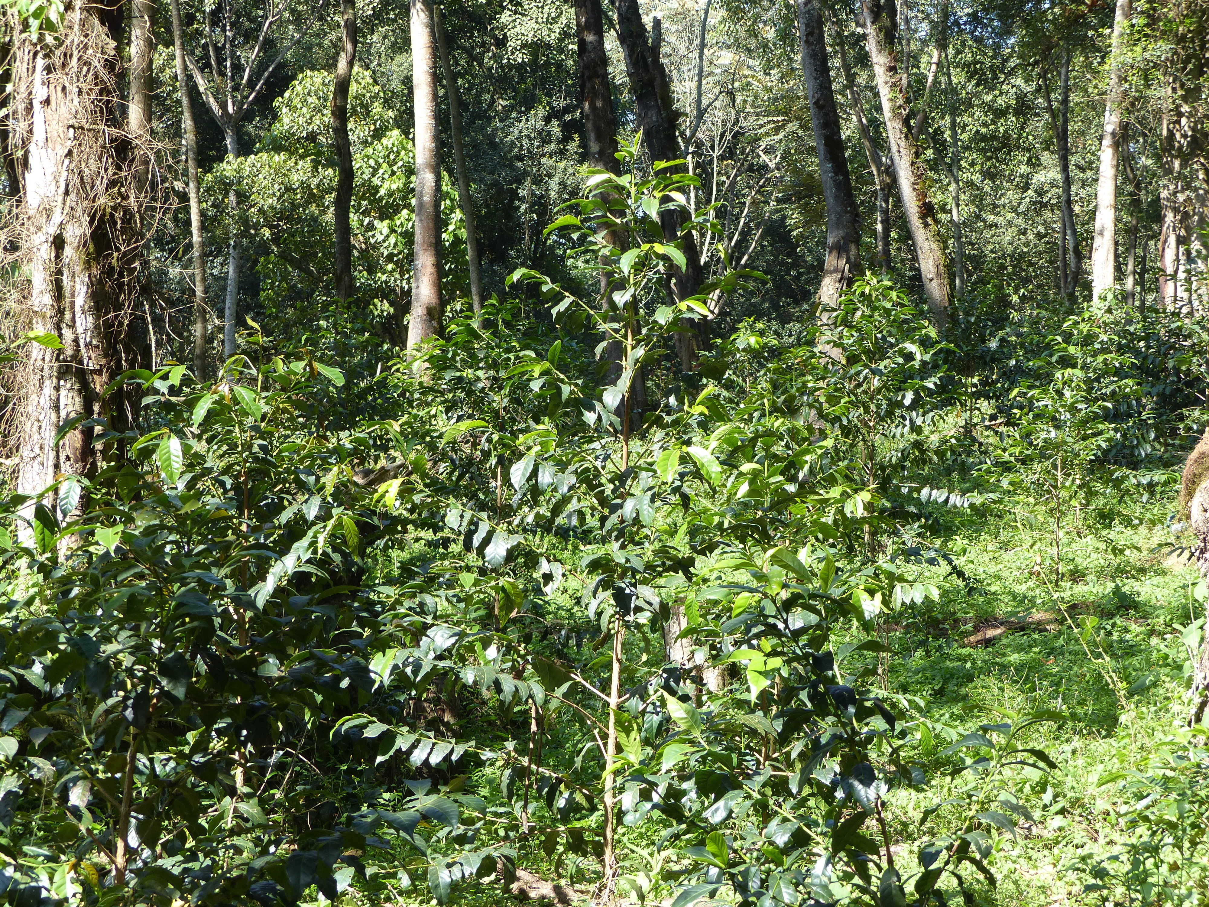 Guji Highlands -Dambi-Uddo Oct 2017 (101).JPG