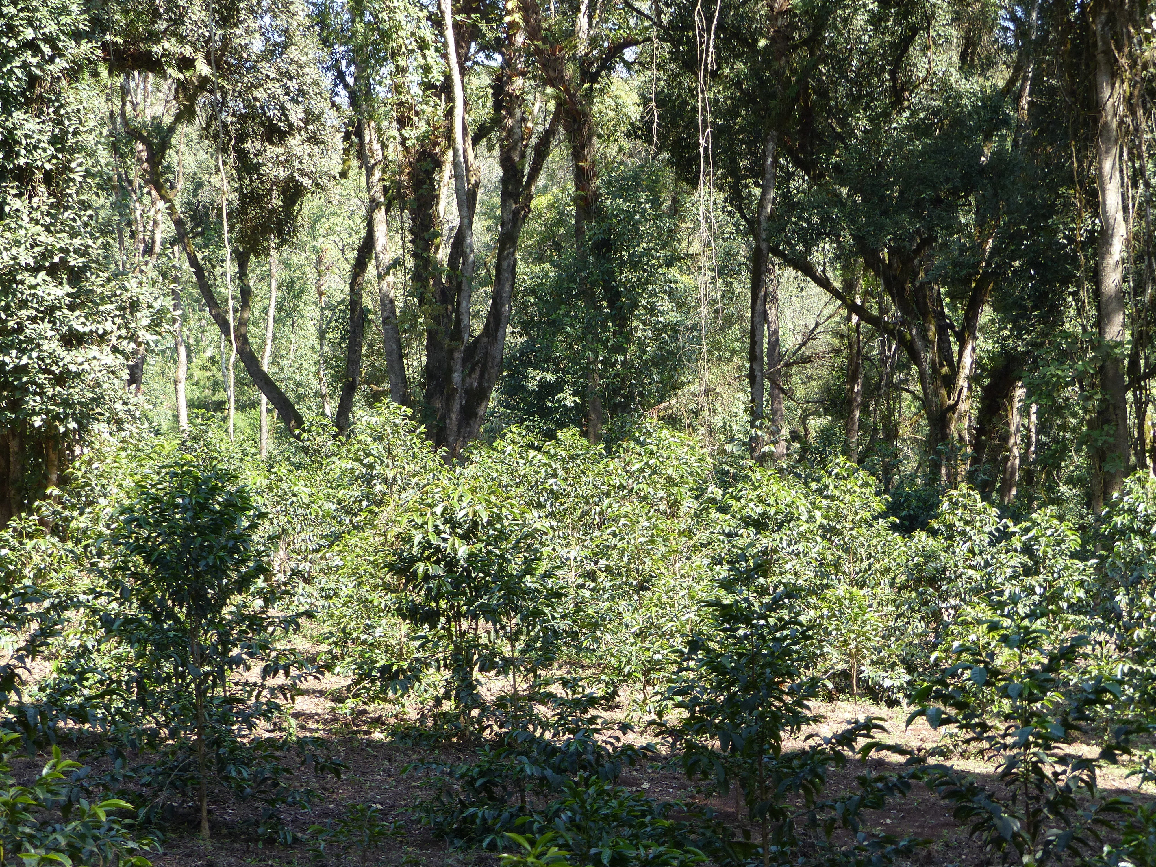 Guji Highlands -Dambi-Uddo Oct 2017 (102).JPG