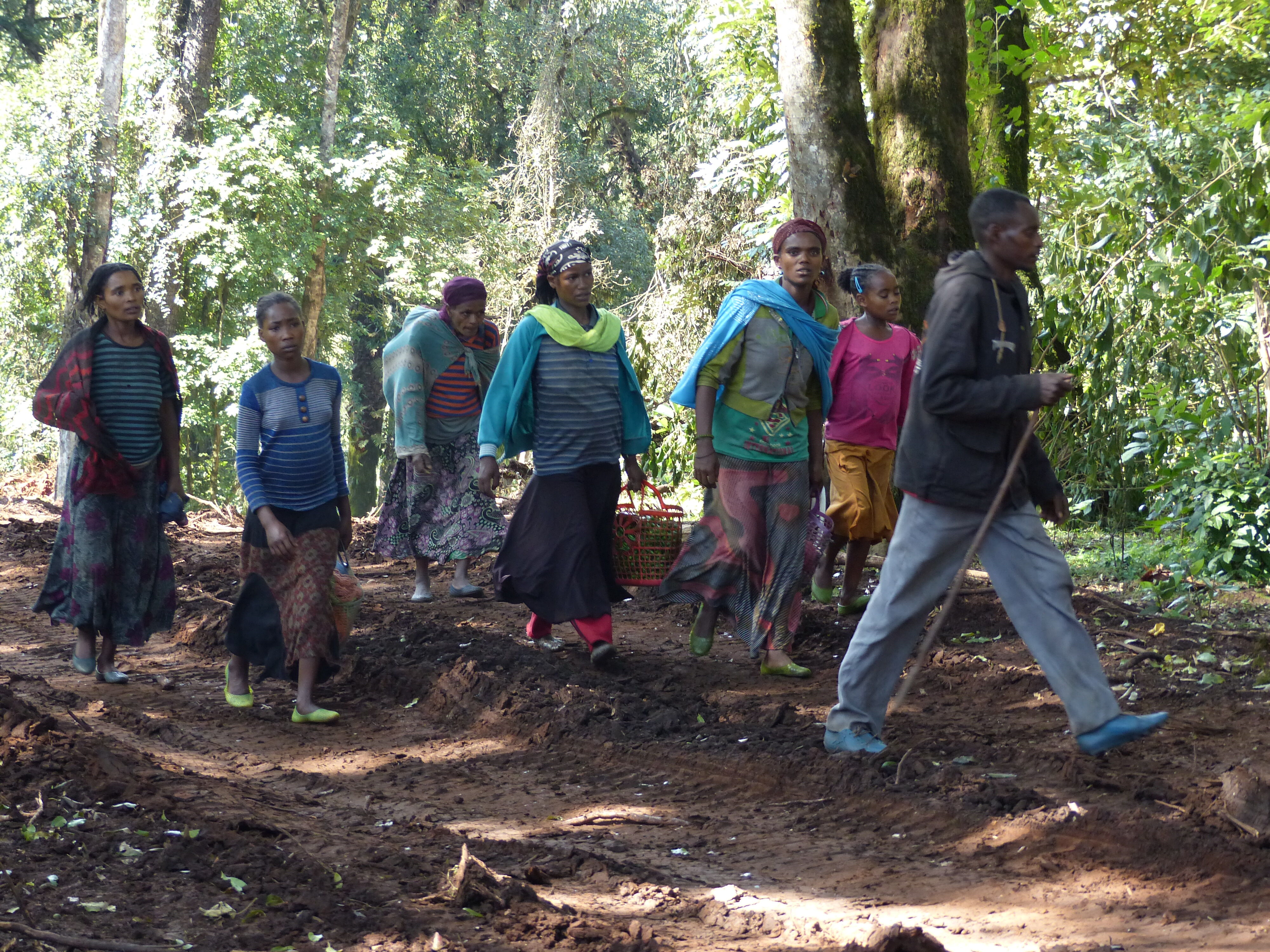 Guji Highlands -Dambi-Uddo Oct 2017 (104).JPG