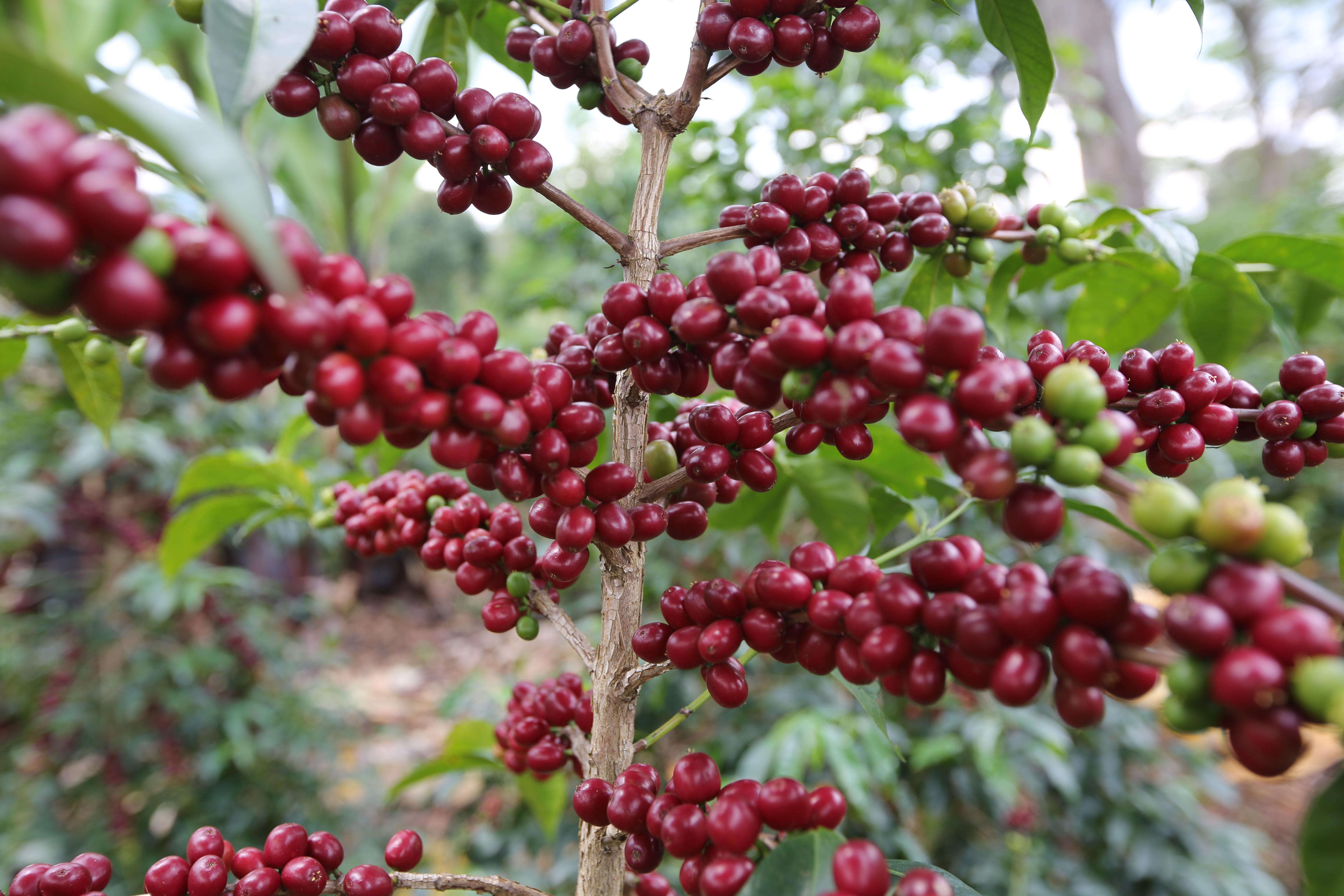 Banko Gotiti (3).JPG