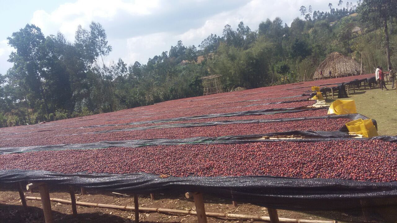 ethiopia---dwd---chancho-washing-station_52312416143_o.jpg