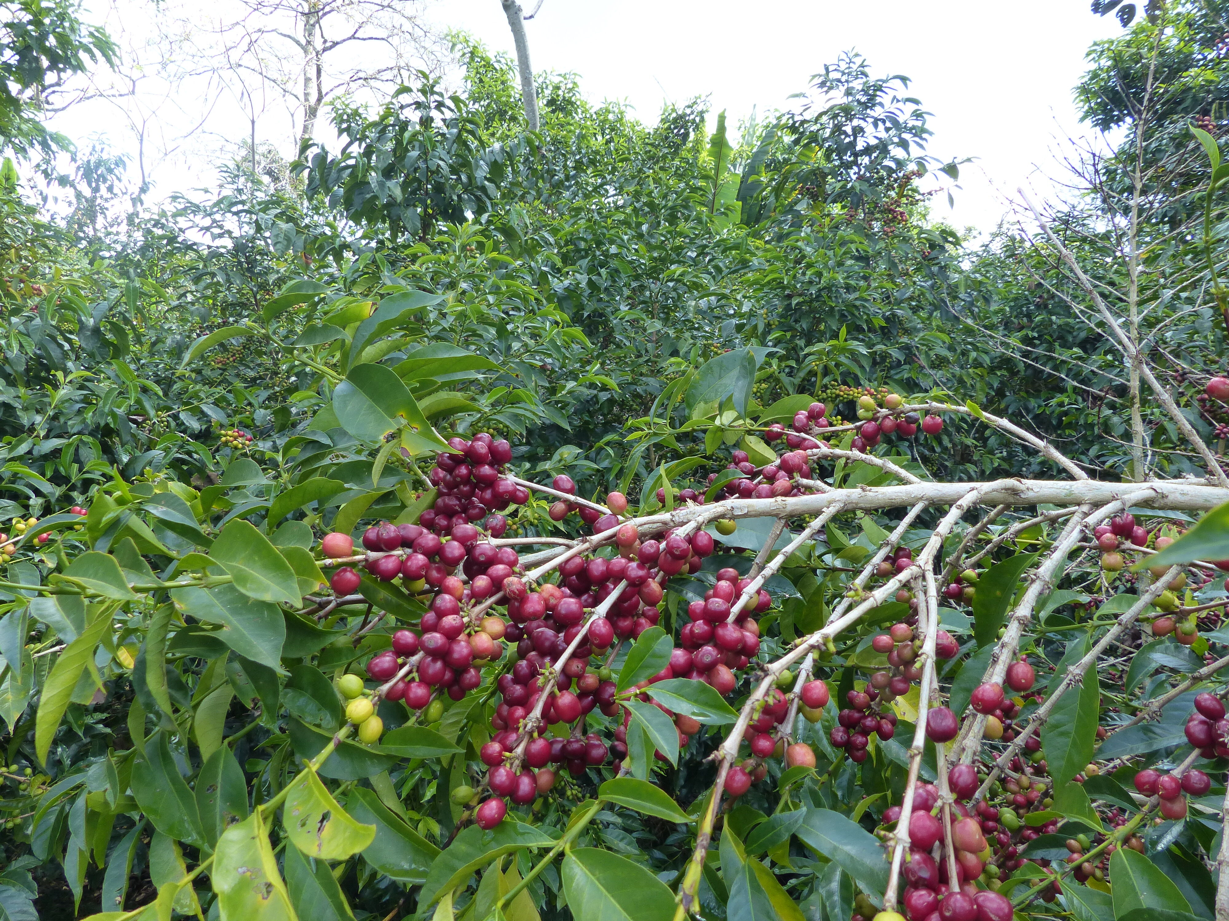 yirgacheffe---gedeb-bereti_51368250122_o.jpg