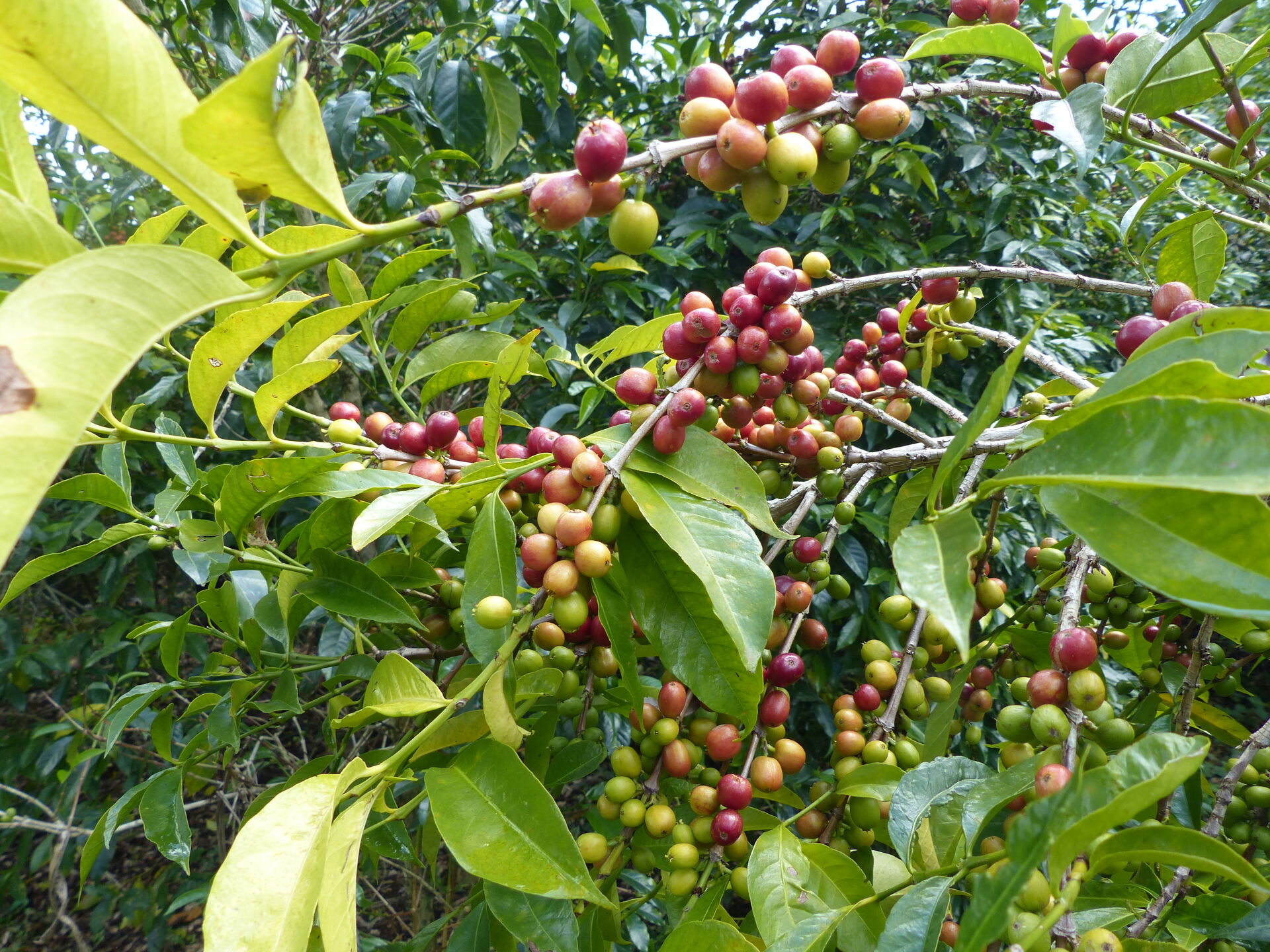 yirgacheffe---gedeb-bereti_51368250187_o.jpg
