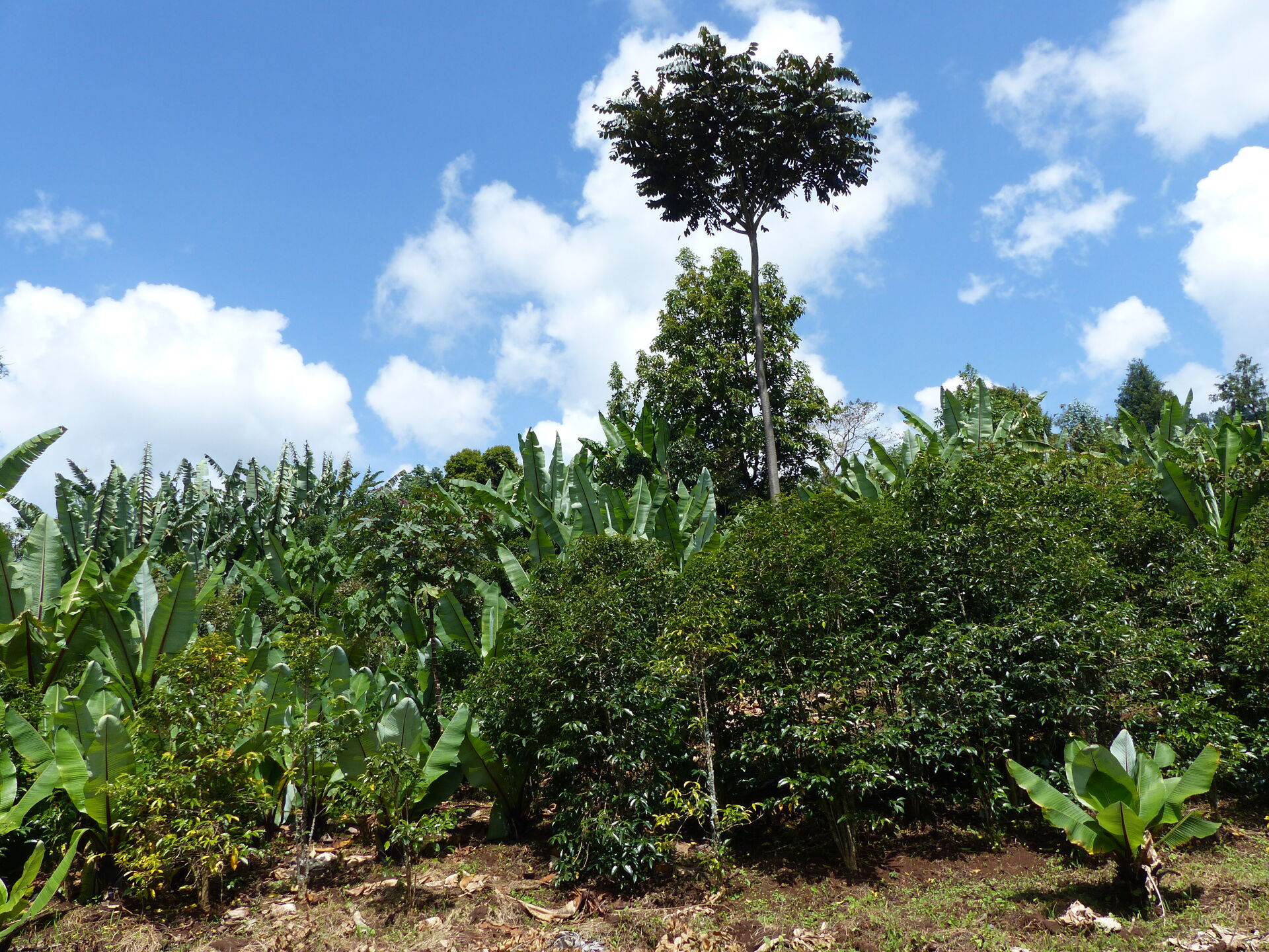 yirgacheffe---gedeb-bereti_51368250427_o.jpg