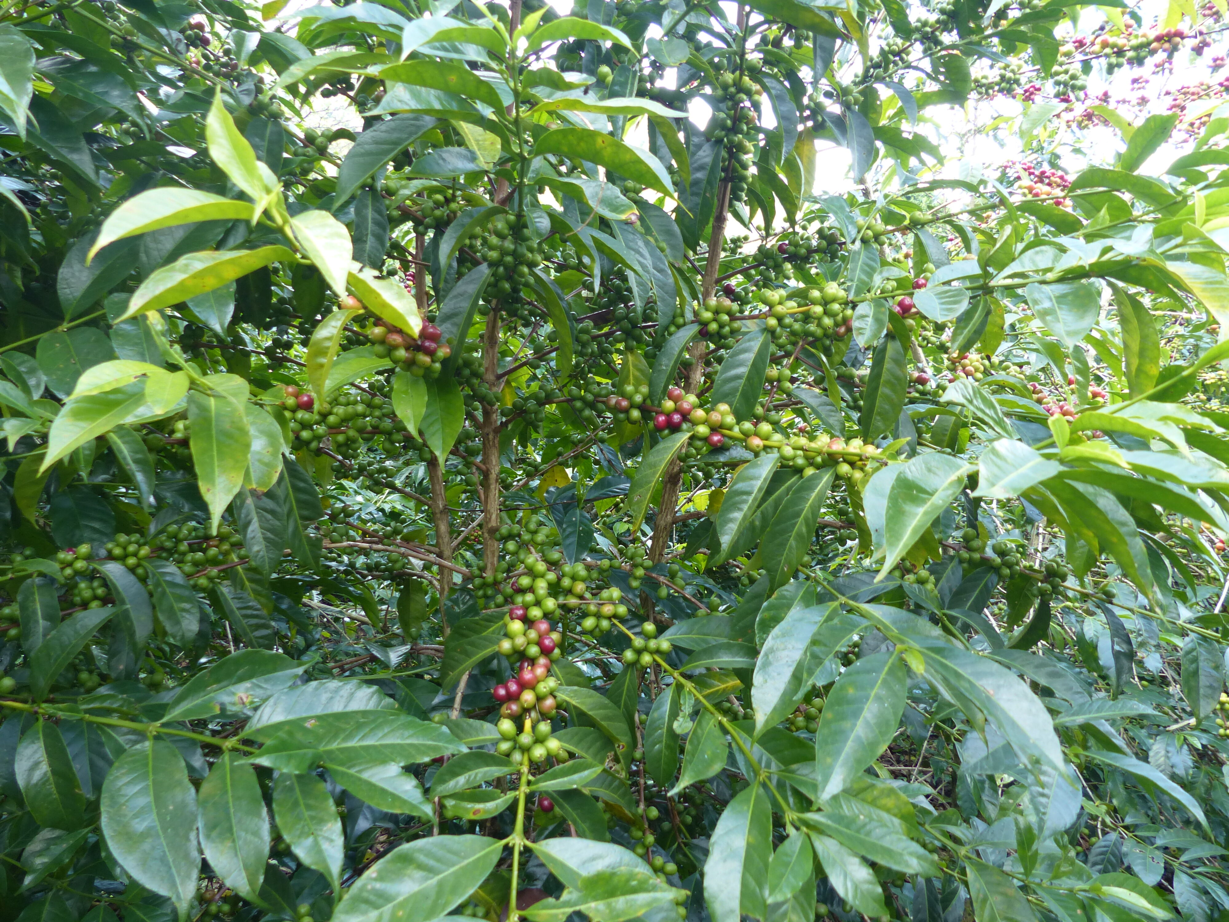yirgacheffe---gedeb-bereti_51368253292_o.jpg