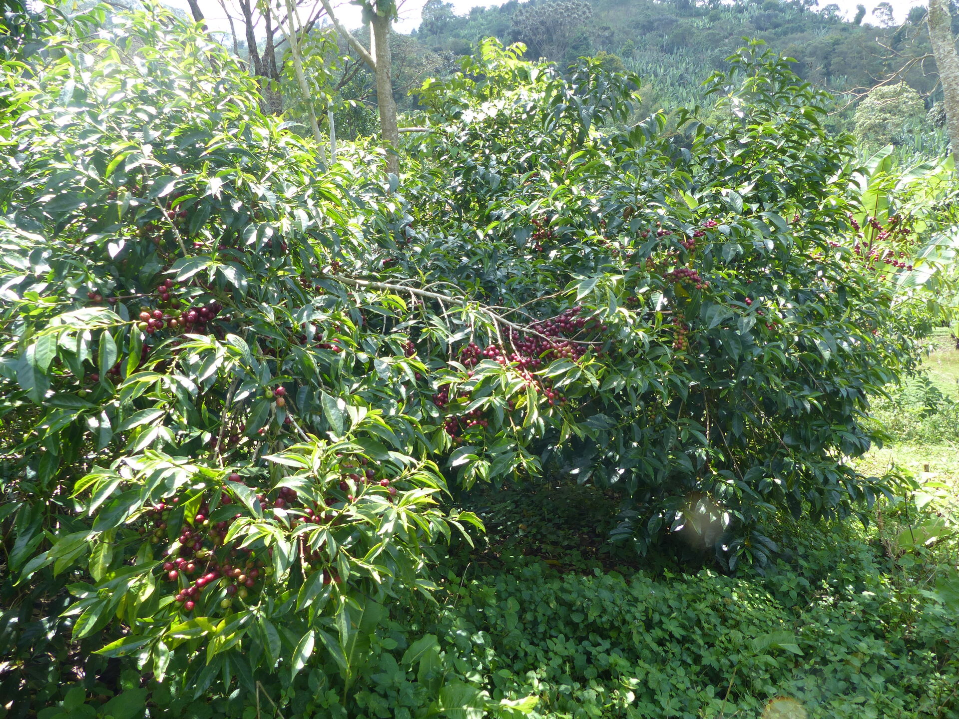 yirgacheffe---gedeb-bereti_51368253712_o.jpg