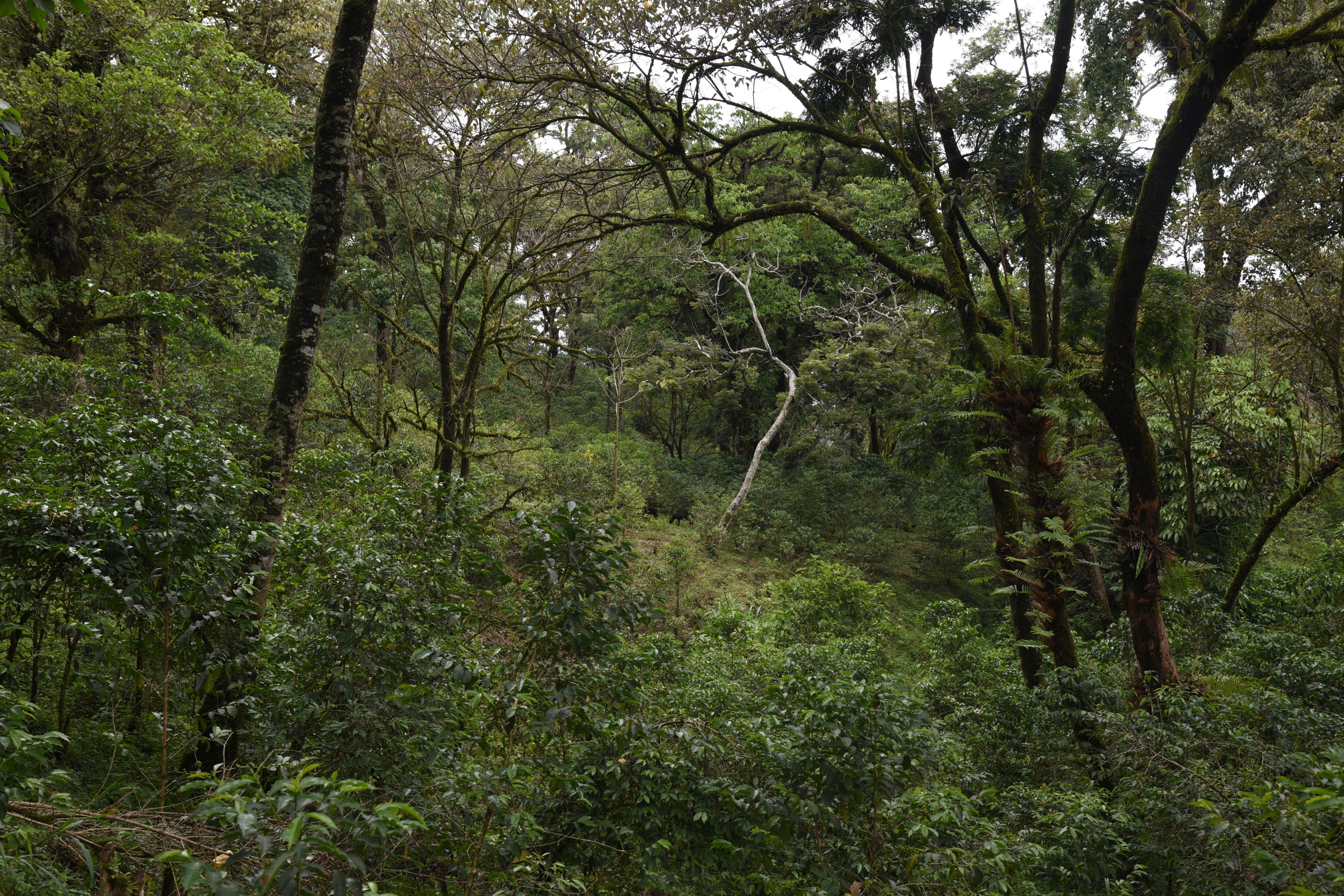 DH Family coffee farm (16).JPG