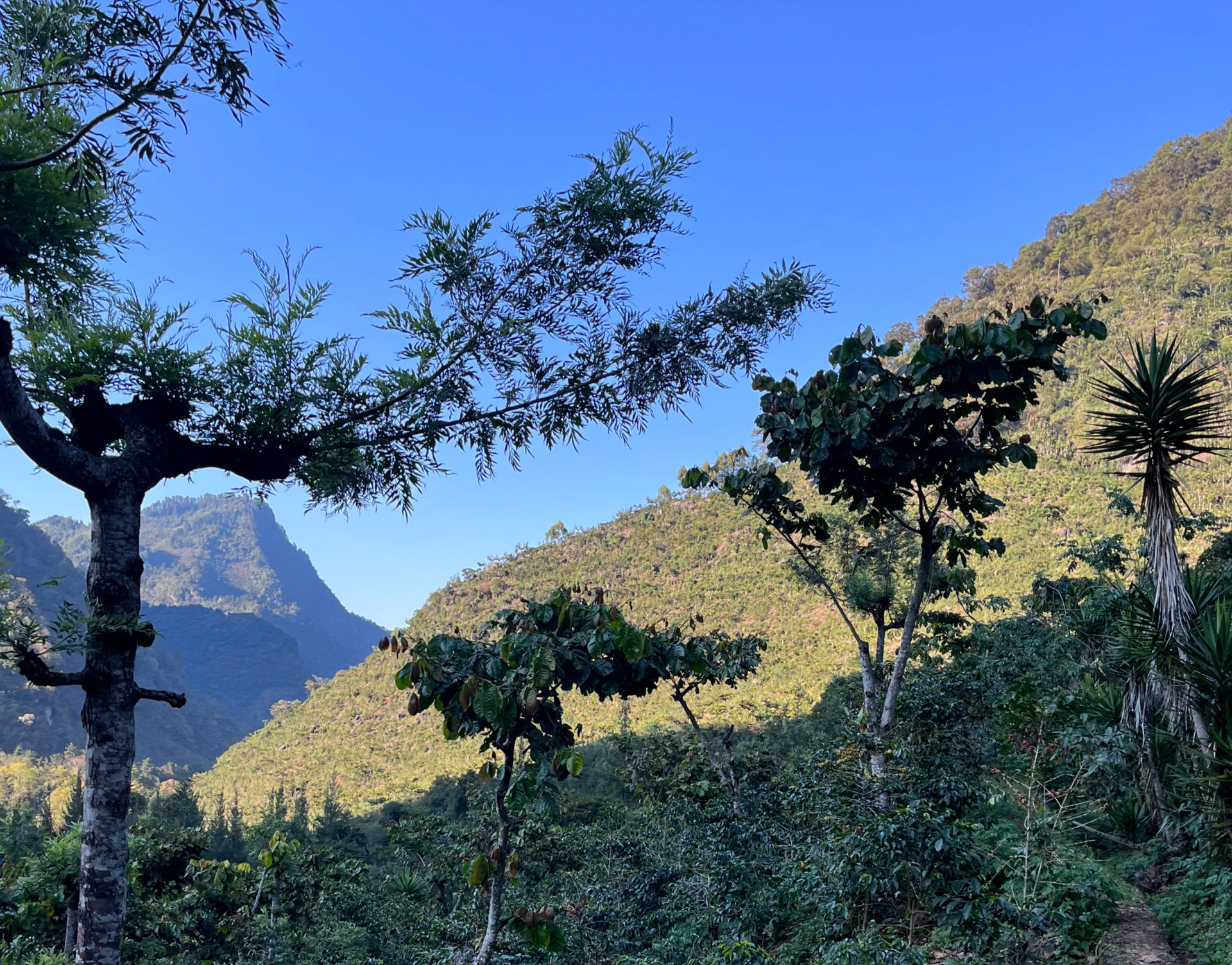 Finca Las Terrazas.png