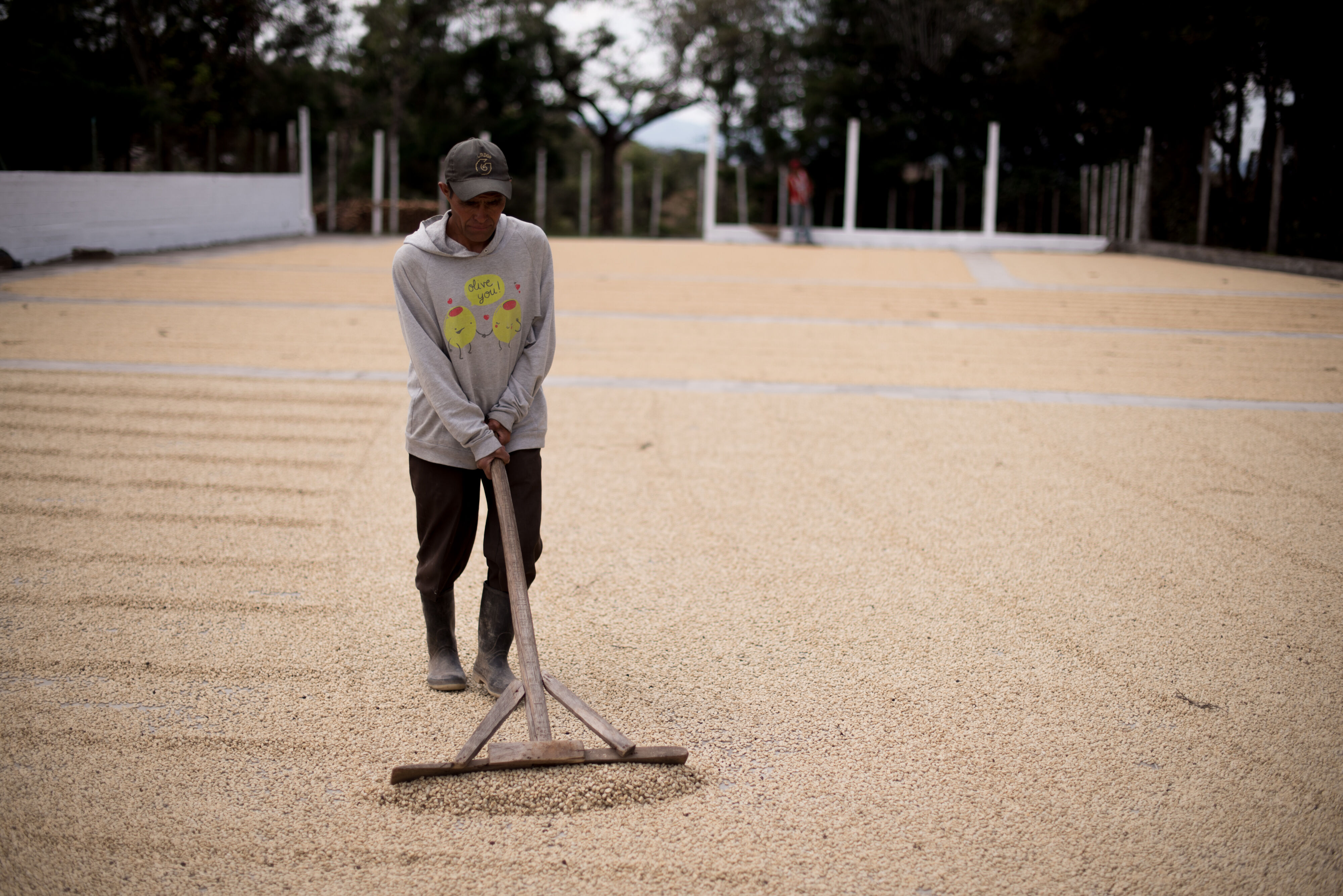 Finca La Labor Drying Patios (2018)_Meet Los Amigos.jpg