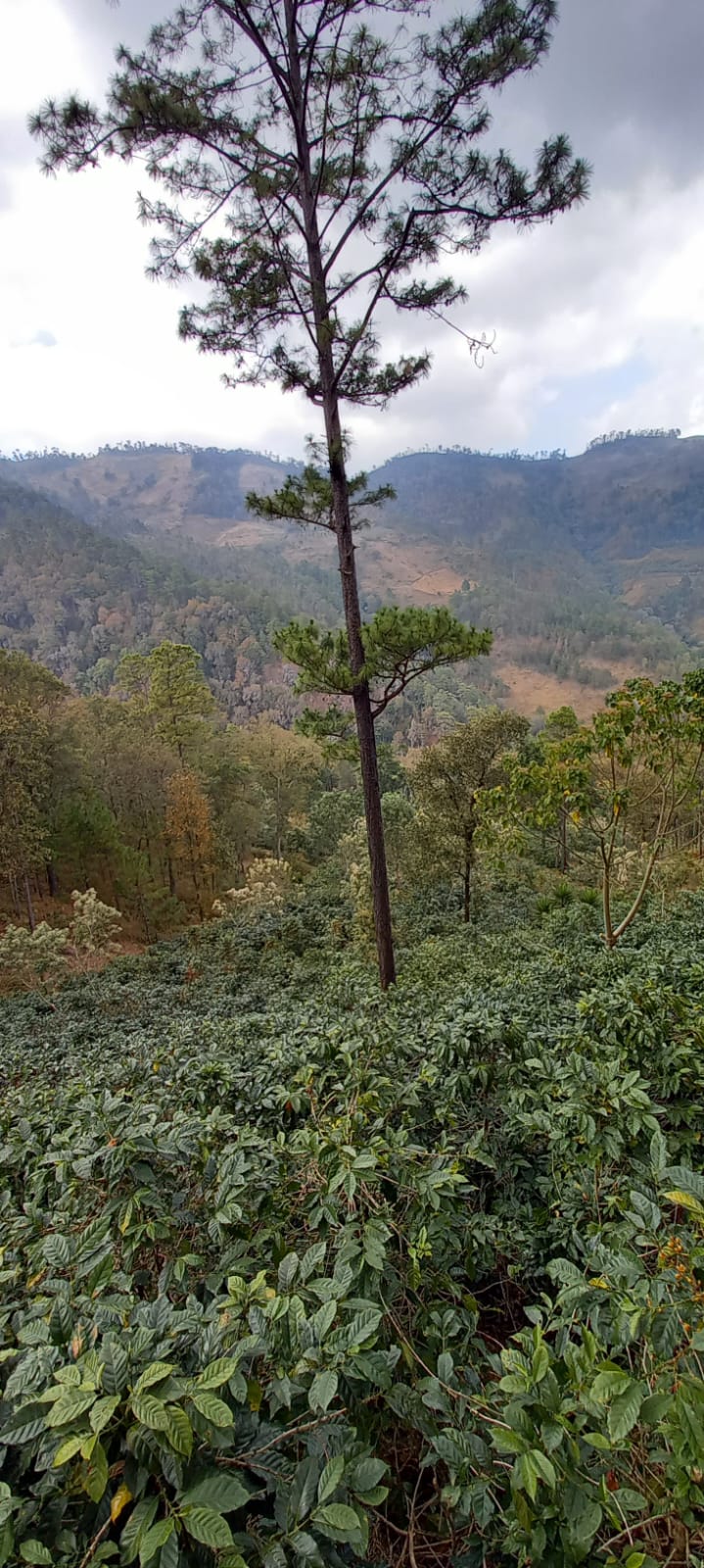 Liquibambar (10).jpg