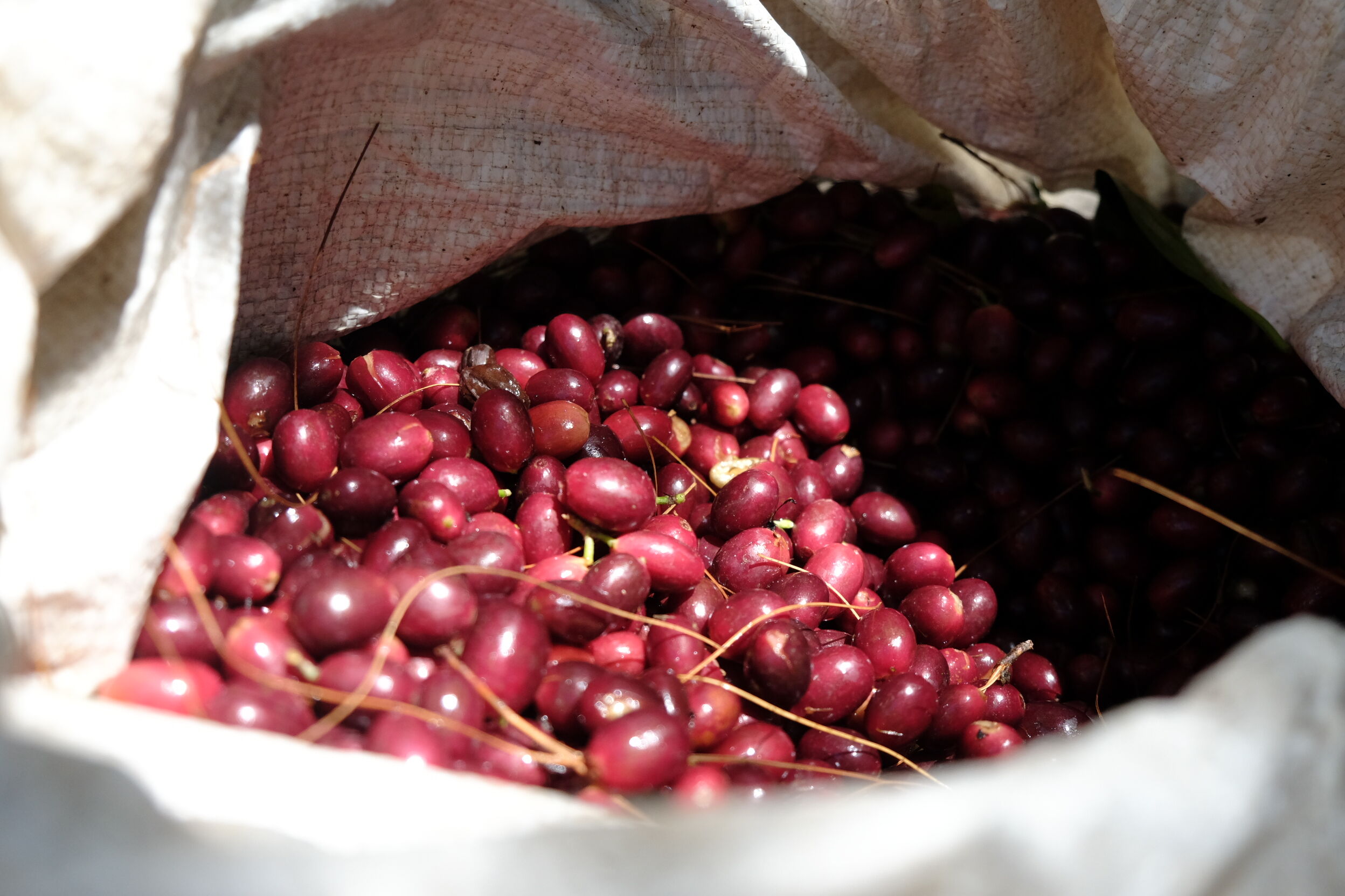 Copia de DSCF0604.JPG