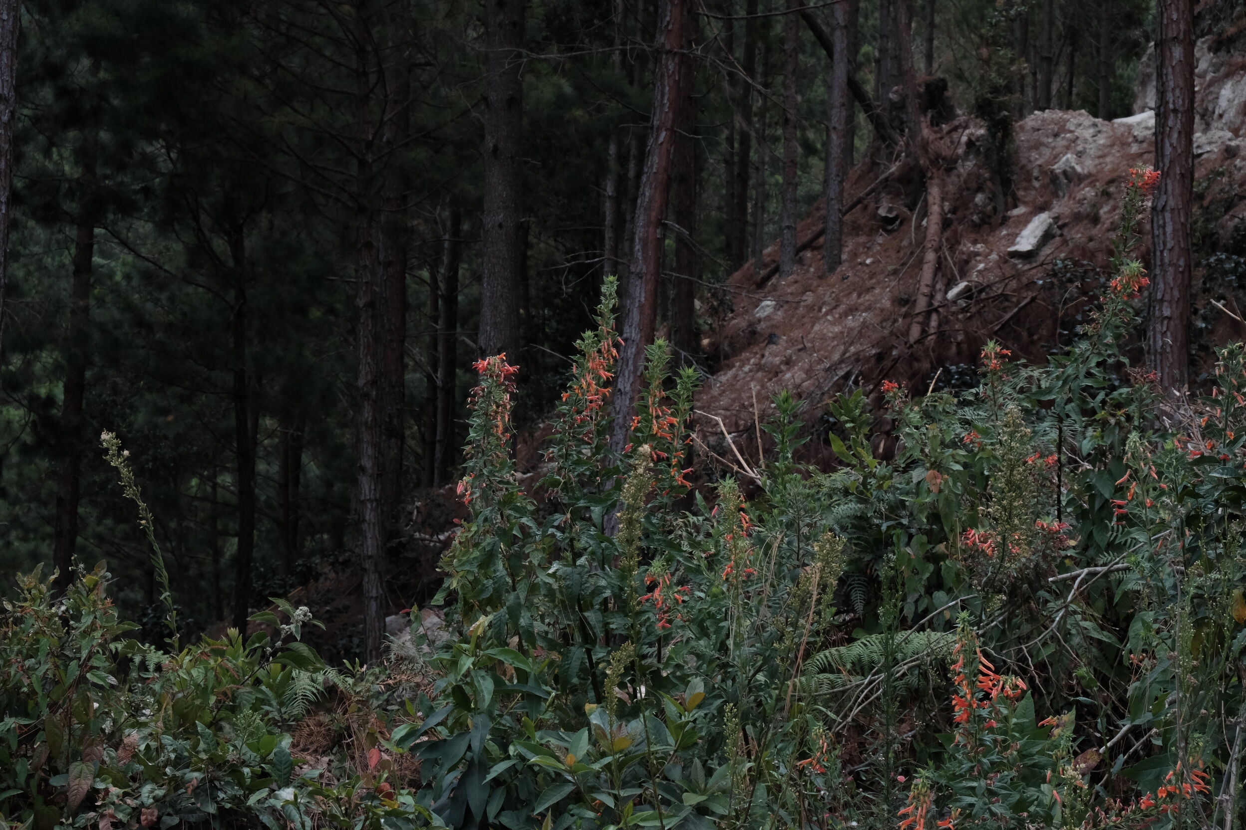 Copia de DSCF0656.JPG