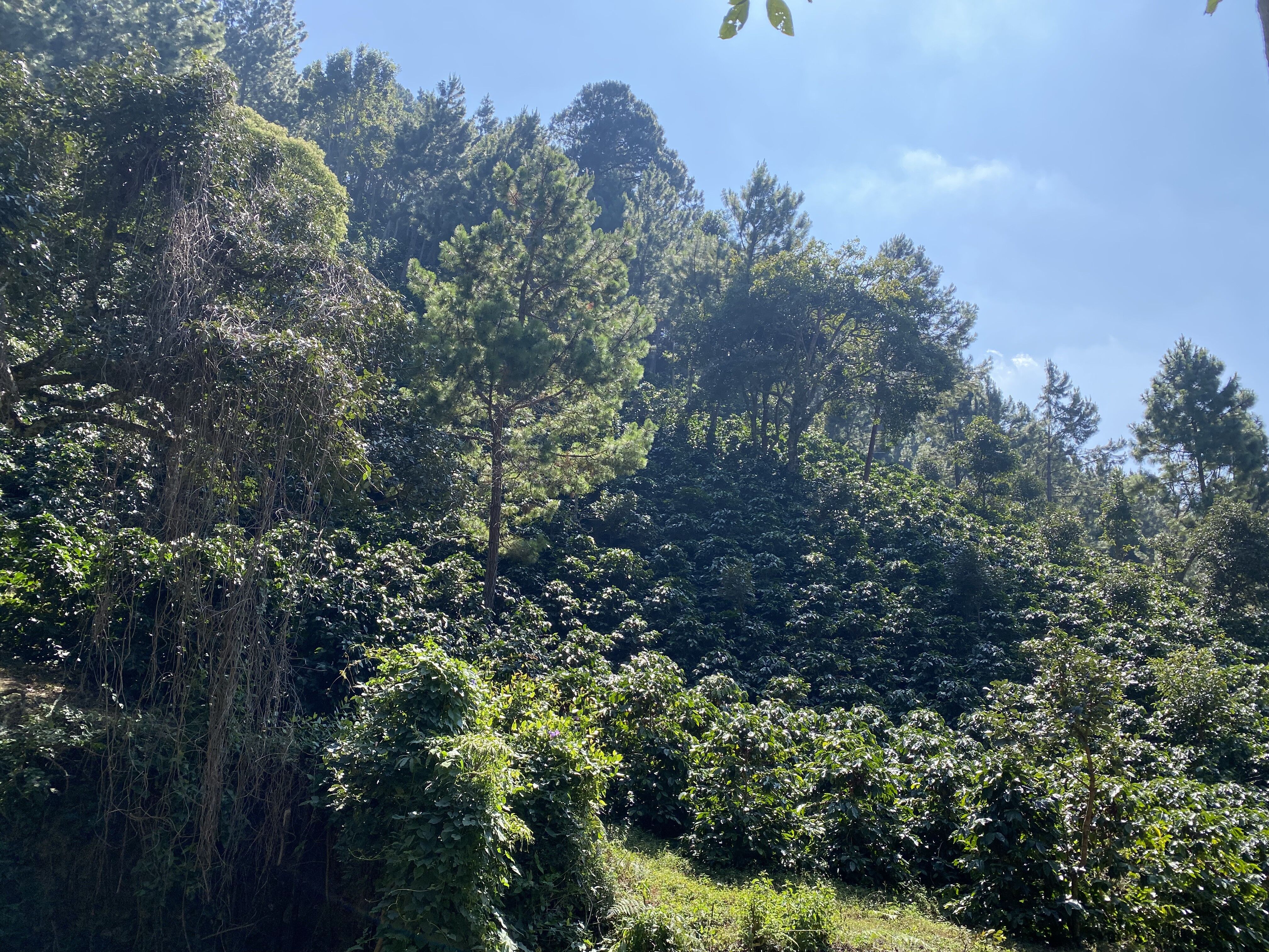 Copia de IMG_0312.HEIC