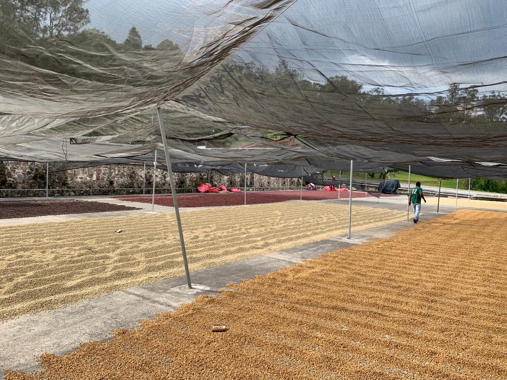 drying-patios-with-shade-at-the-farm_52276579230_o.jpg