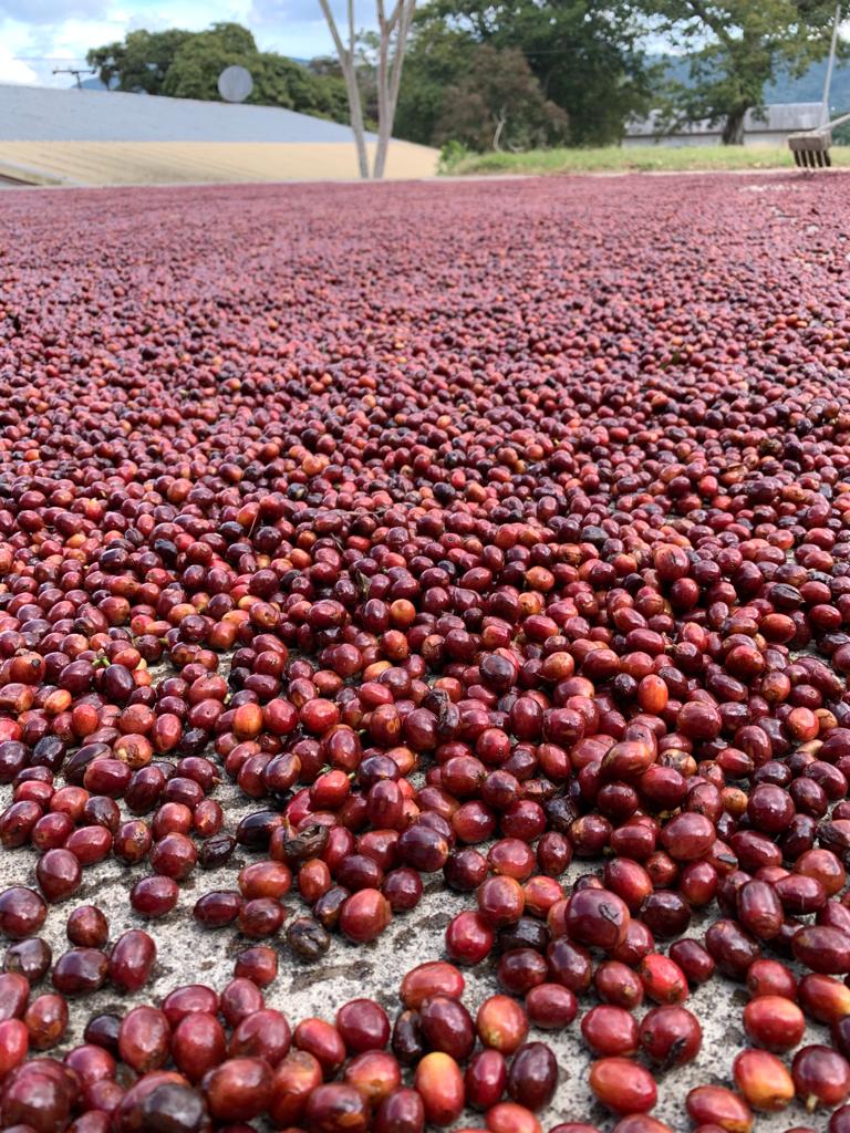 naturals-drying-on-patios_52275119827_o.jpg
