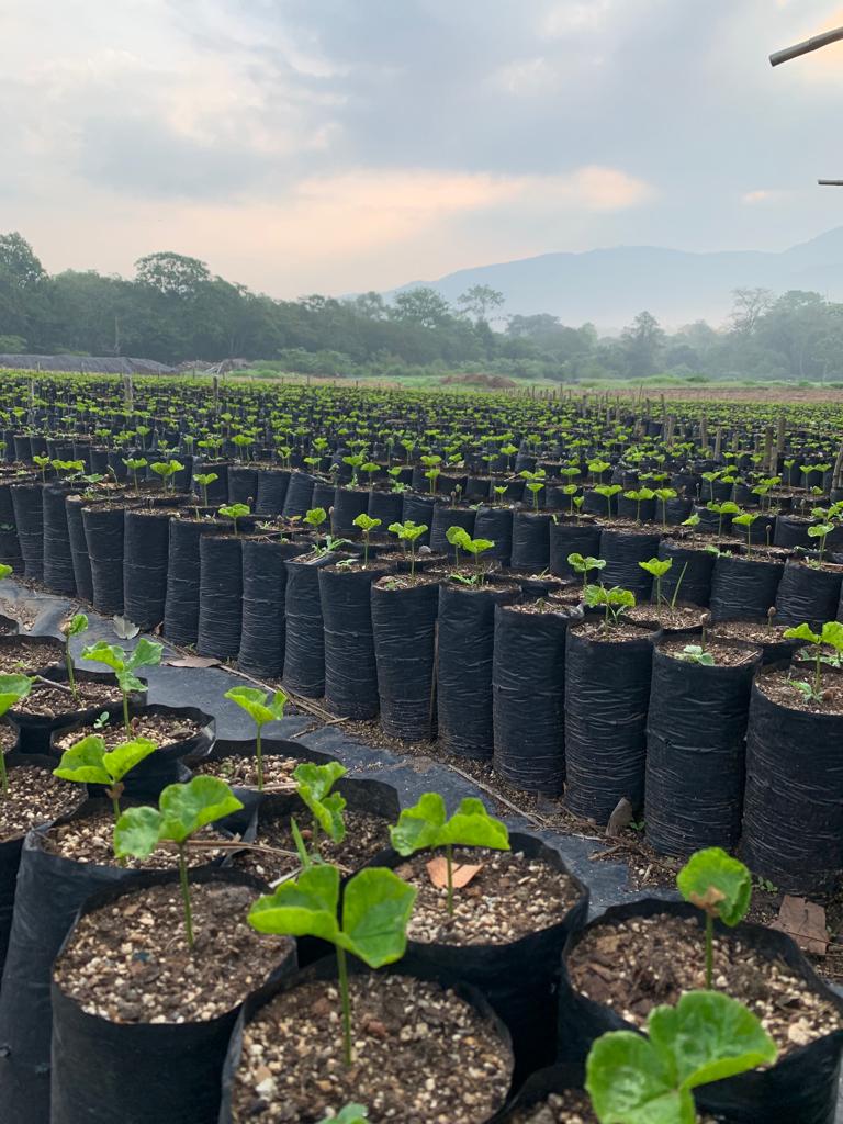 nursery-at-the-farm_52275119807_o.jpg