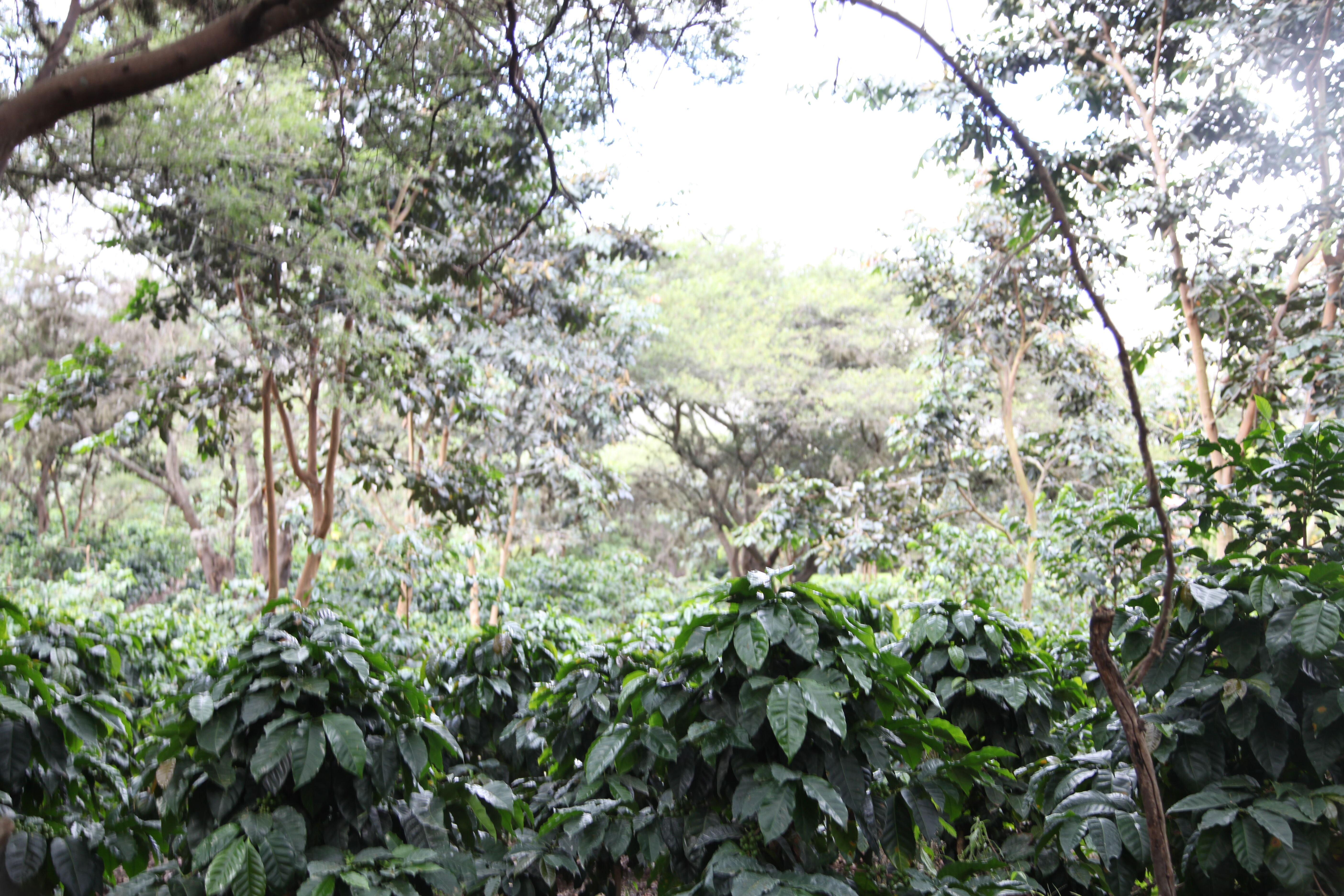 ECUADOR - TERRAZAS DEL PISQUE (14).jpg