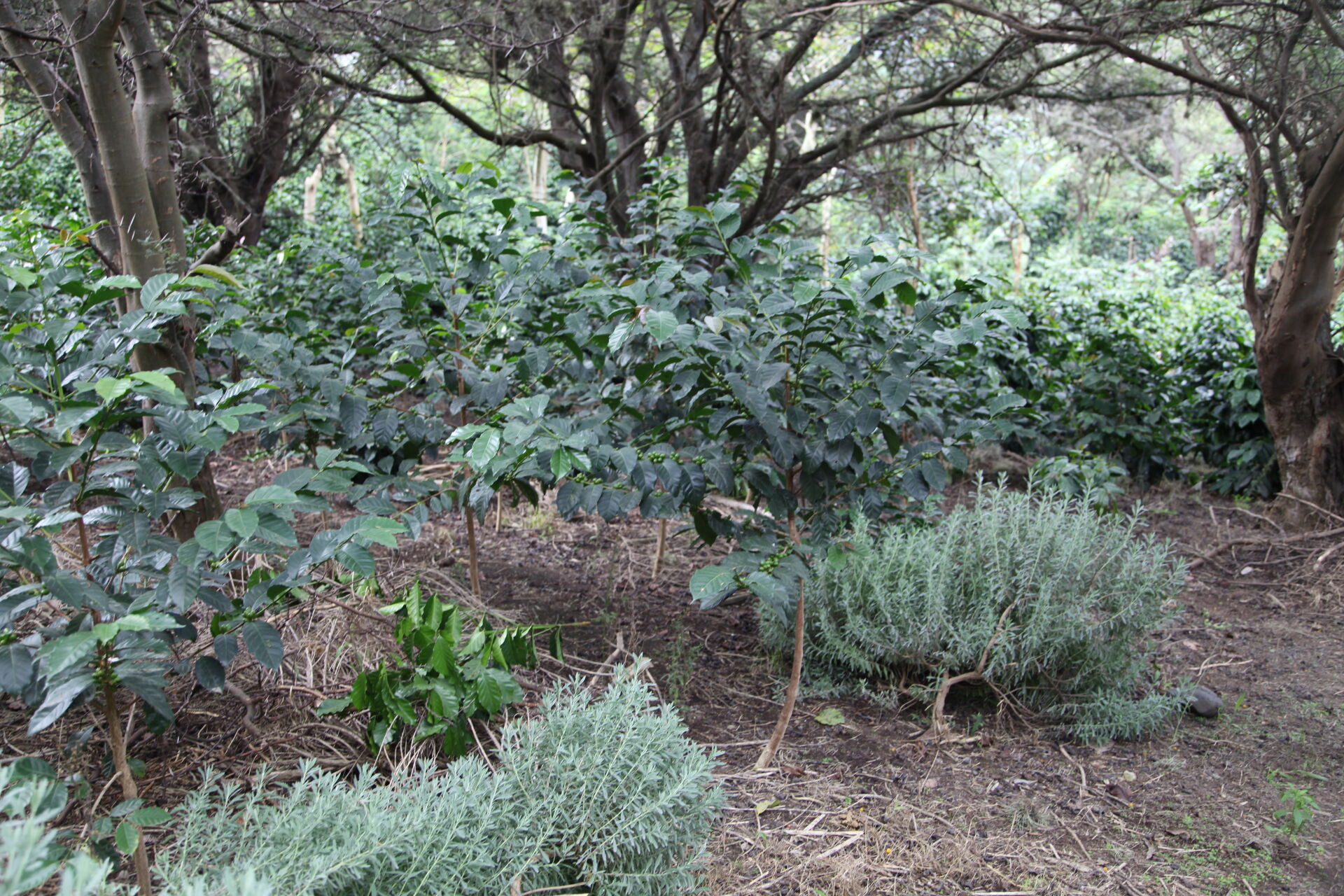 ECUADOR - TERRAZAS DEL PISQUE (15).jpg