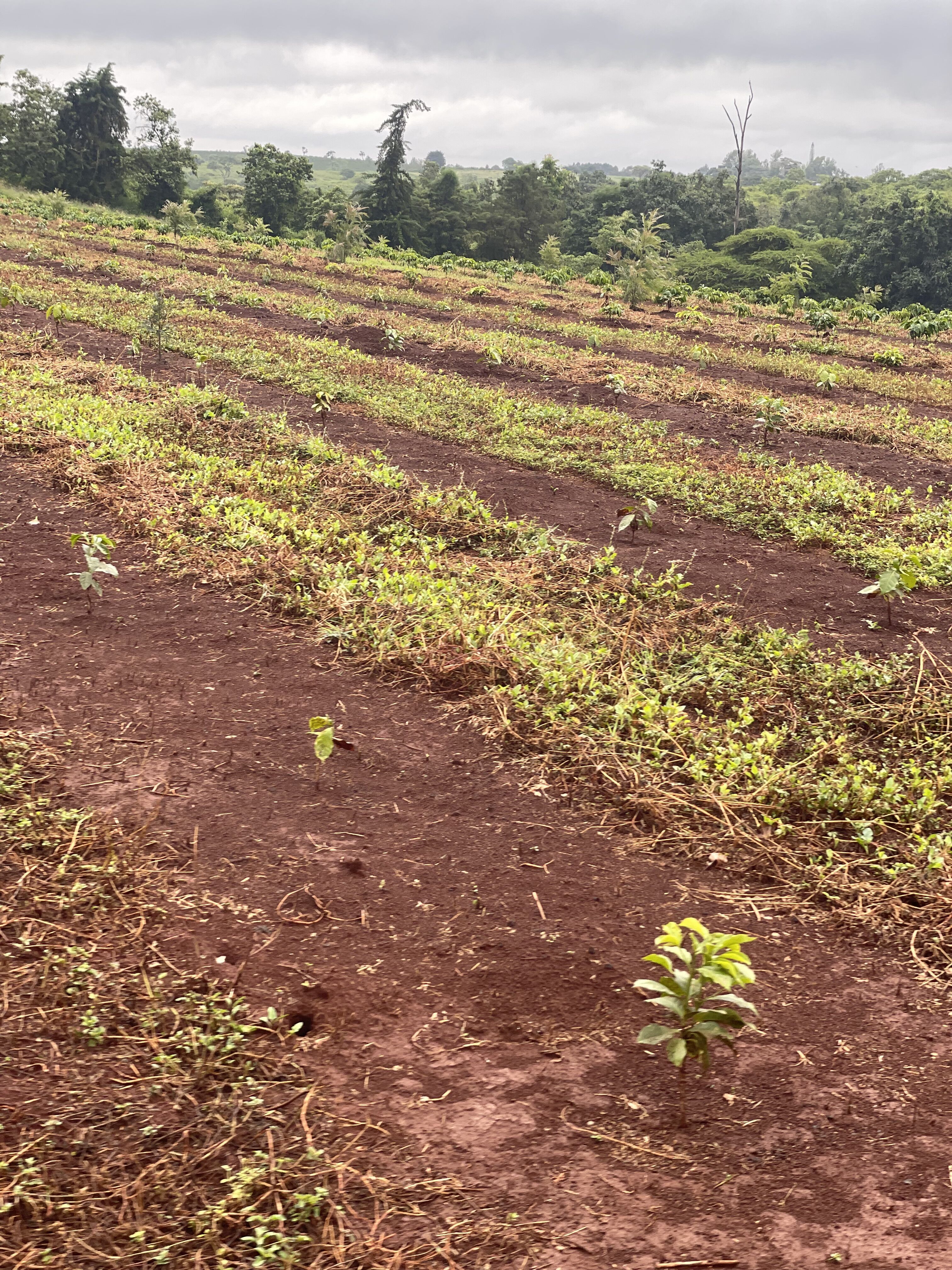 Oreti_DEC 23 (1).JPG