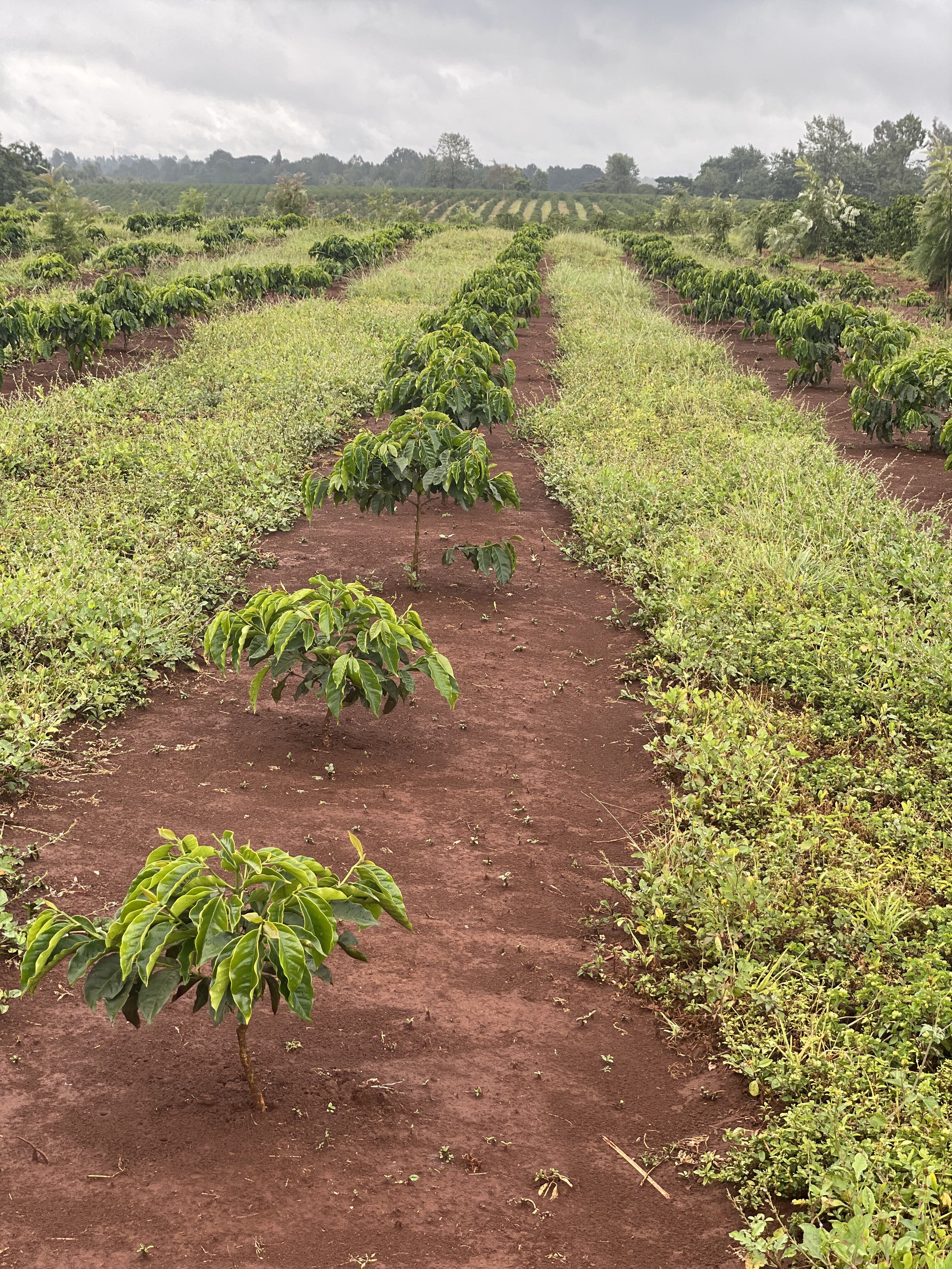 Oreti_DEC 23 (3).JPG