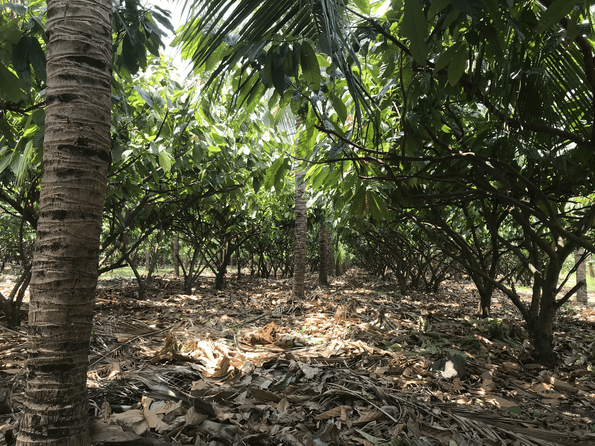 Parras Lempa (12).png