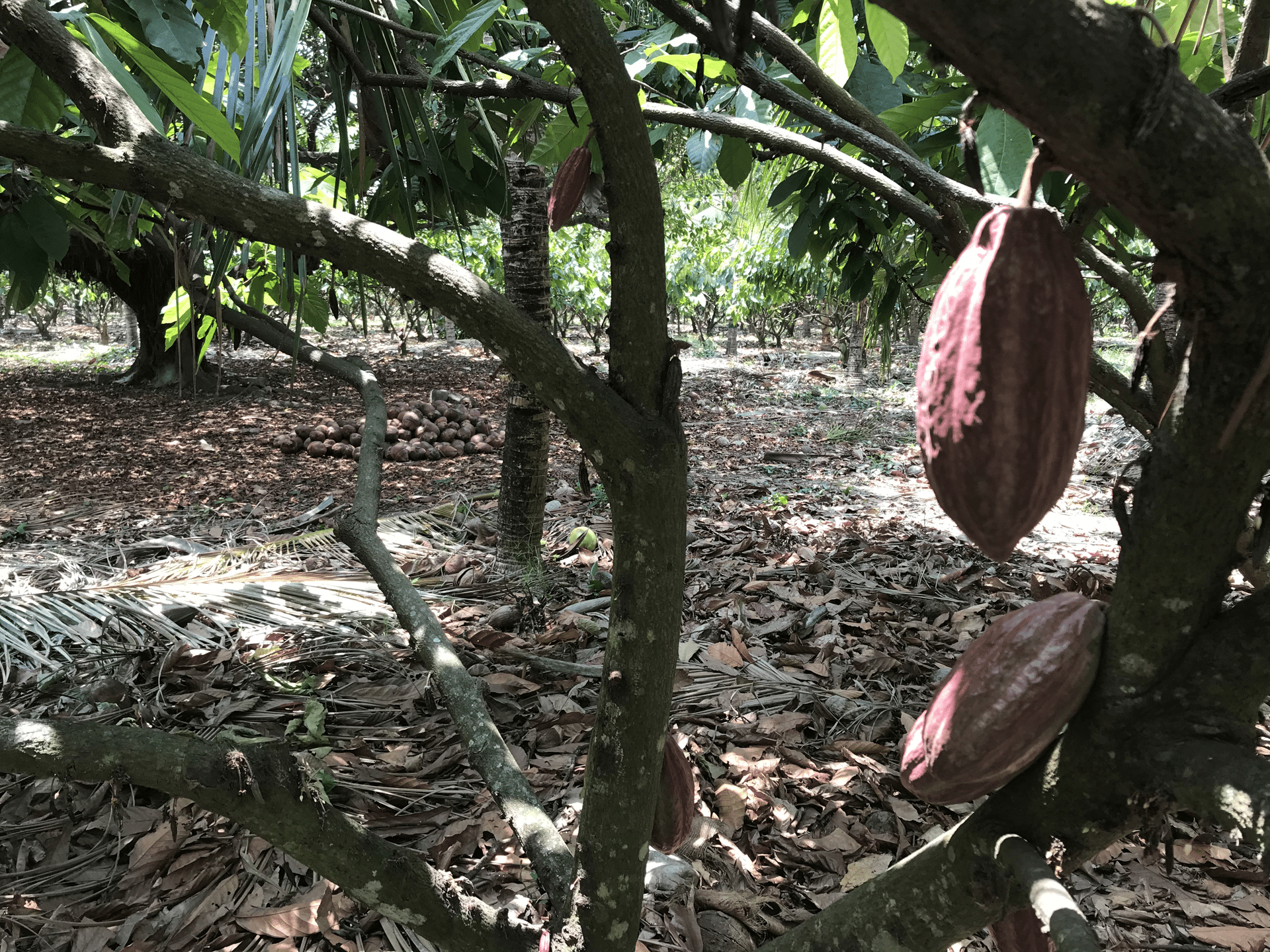 Parras Lempa (13).png