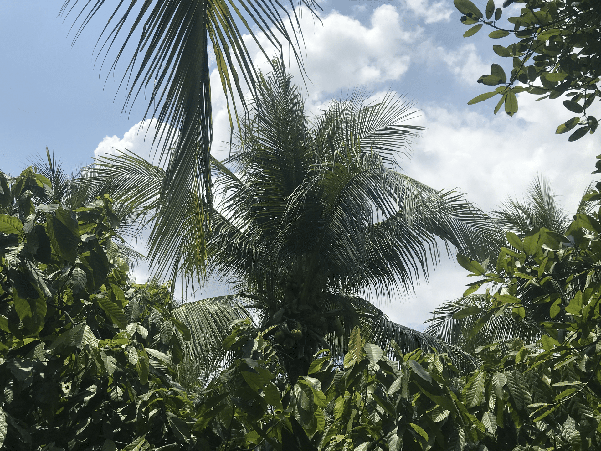 Parras Lempa (14).png