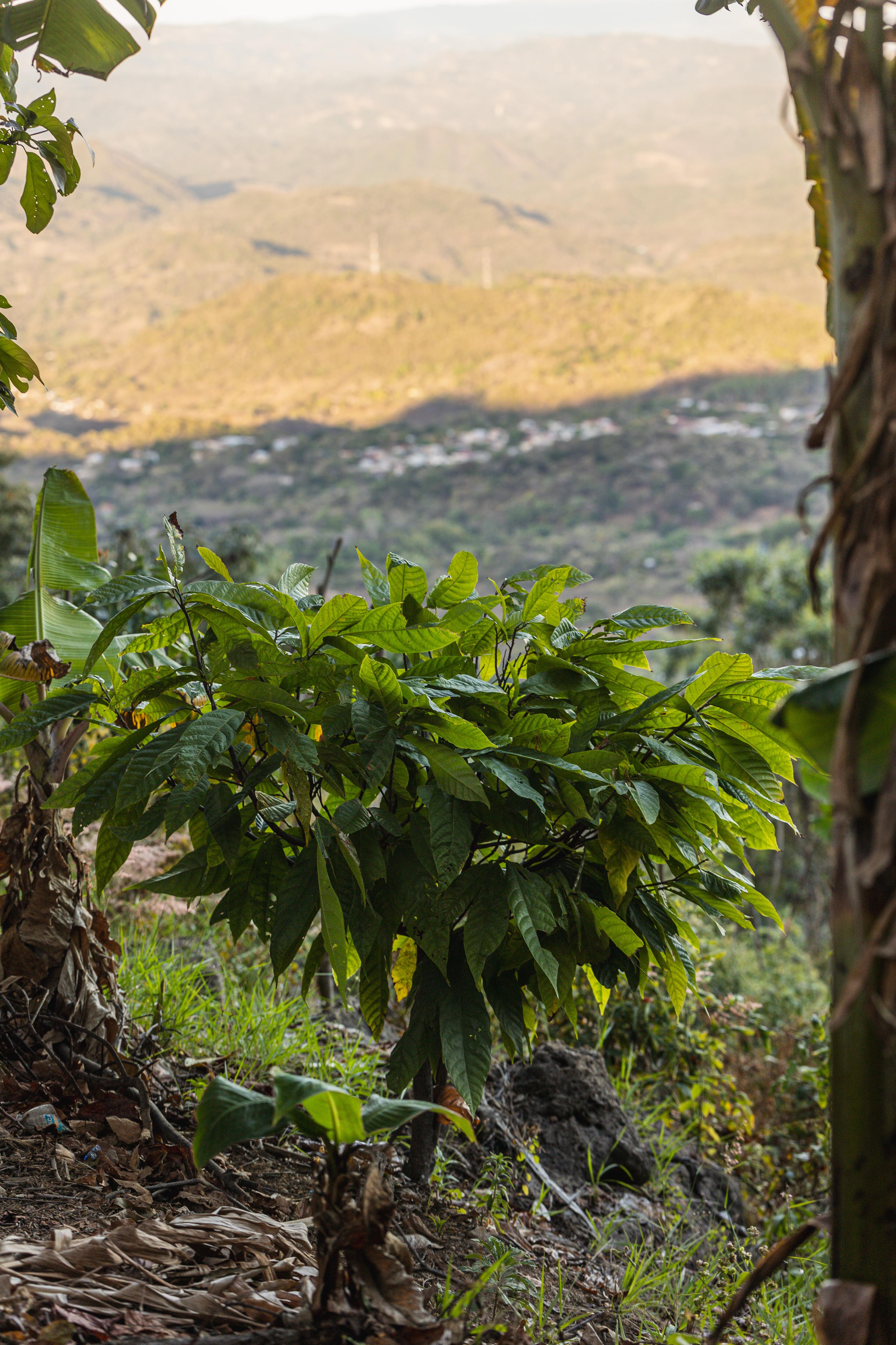 el copinol escondido (18).jpg