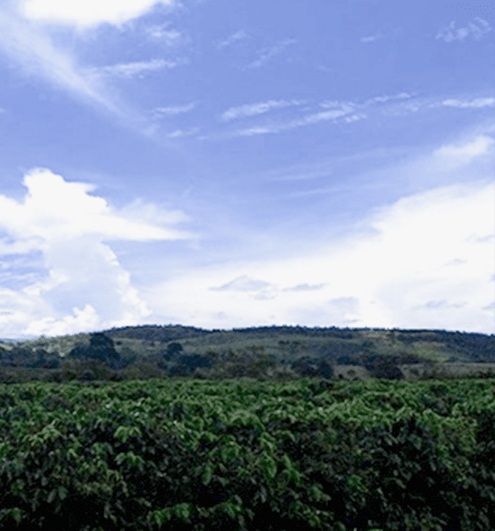 Cerrado