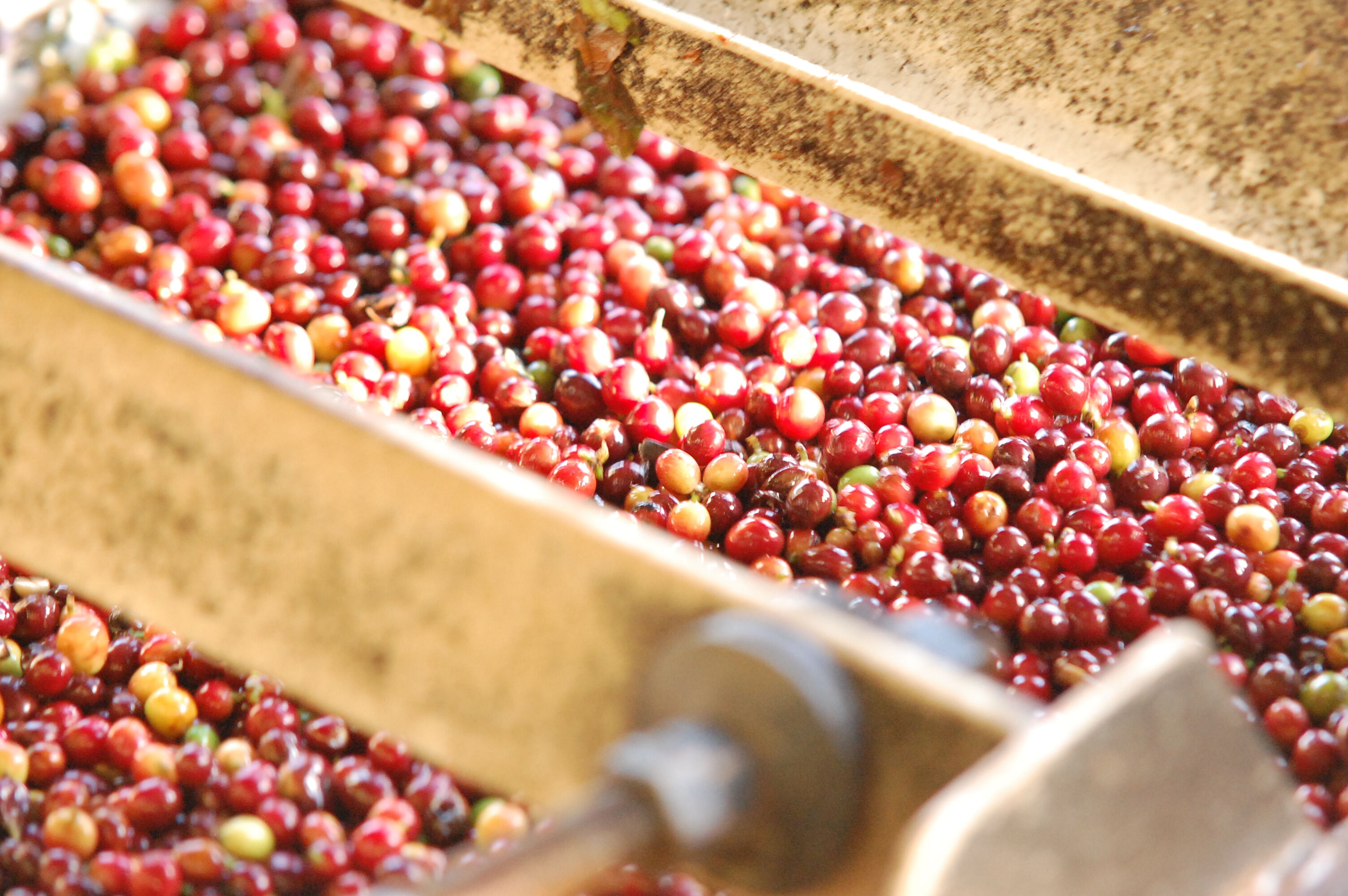 Brazil - Cerrado- Aguas de Marco - Washed - FCCO by Sail