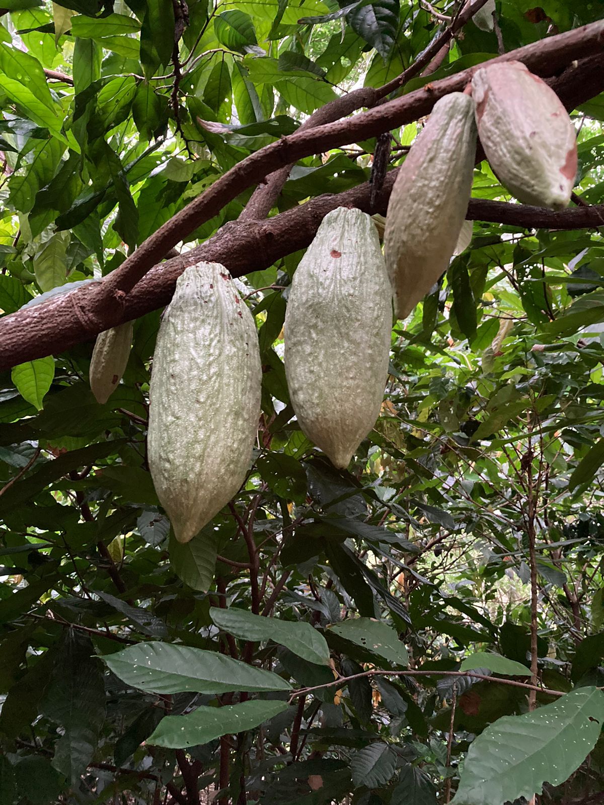 Finca Ingonyama