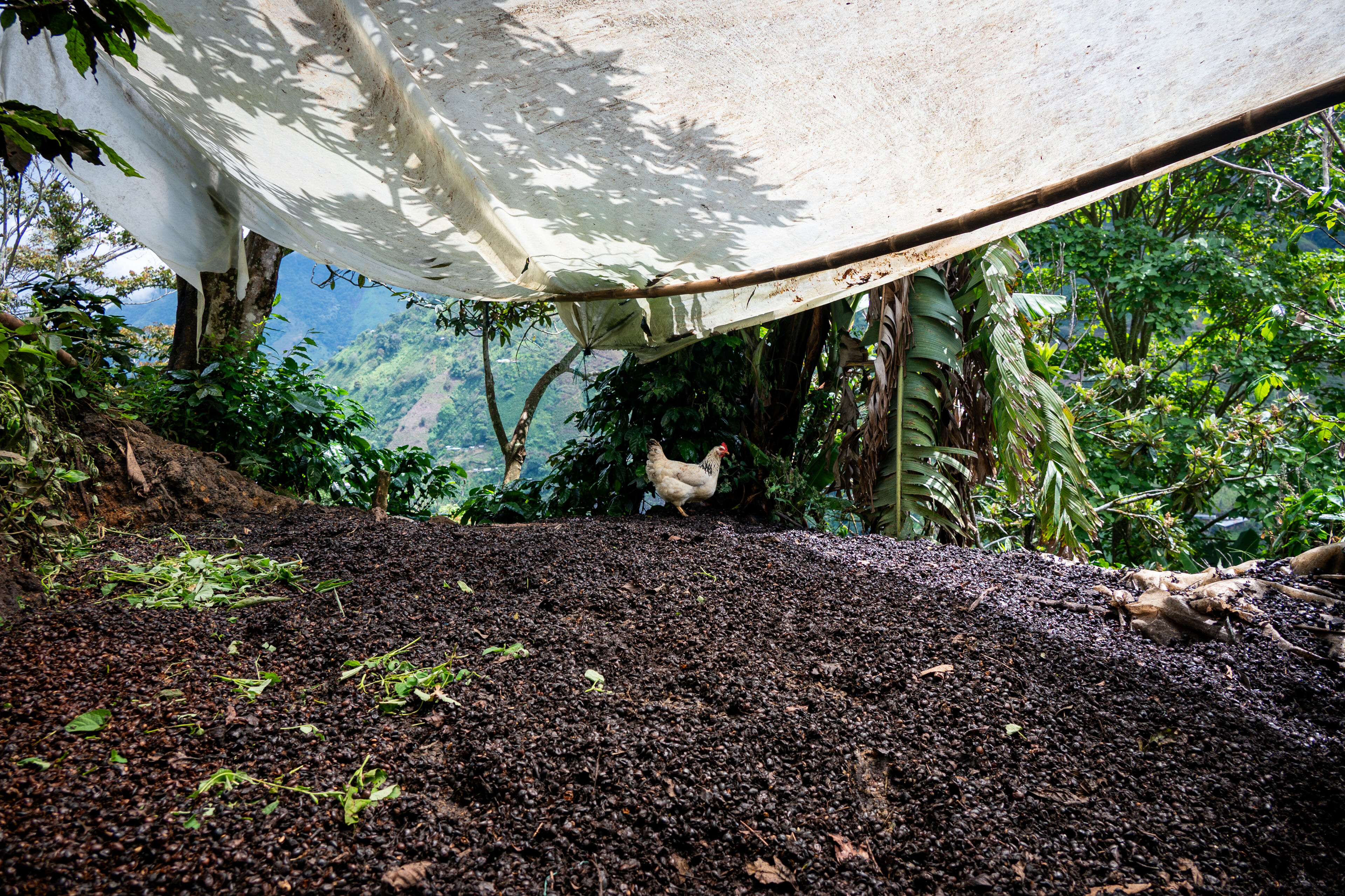 Colombia - ASOCANAFI - Colombia - Natural Anaerobic by Sail