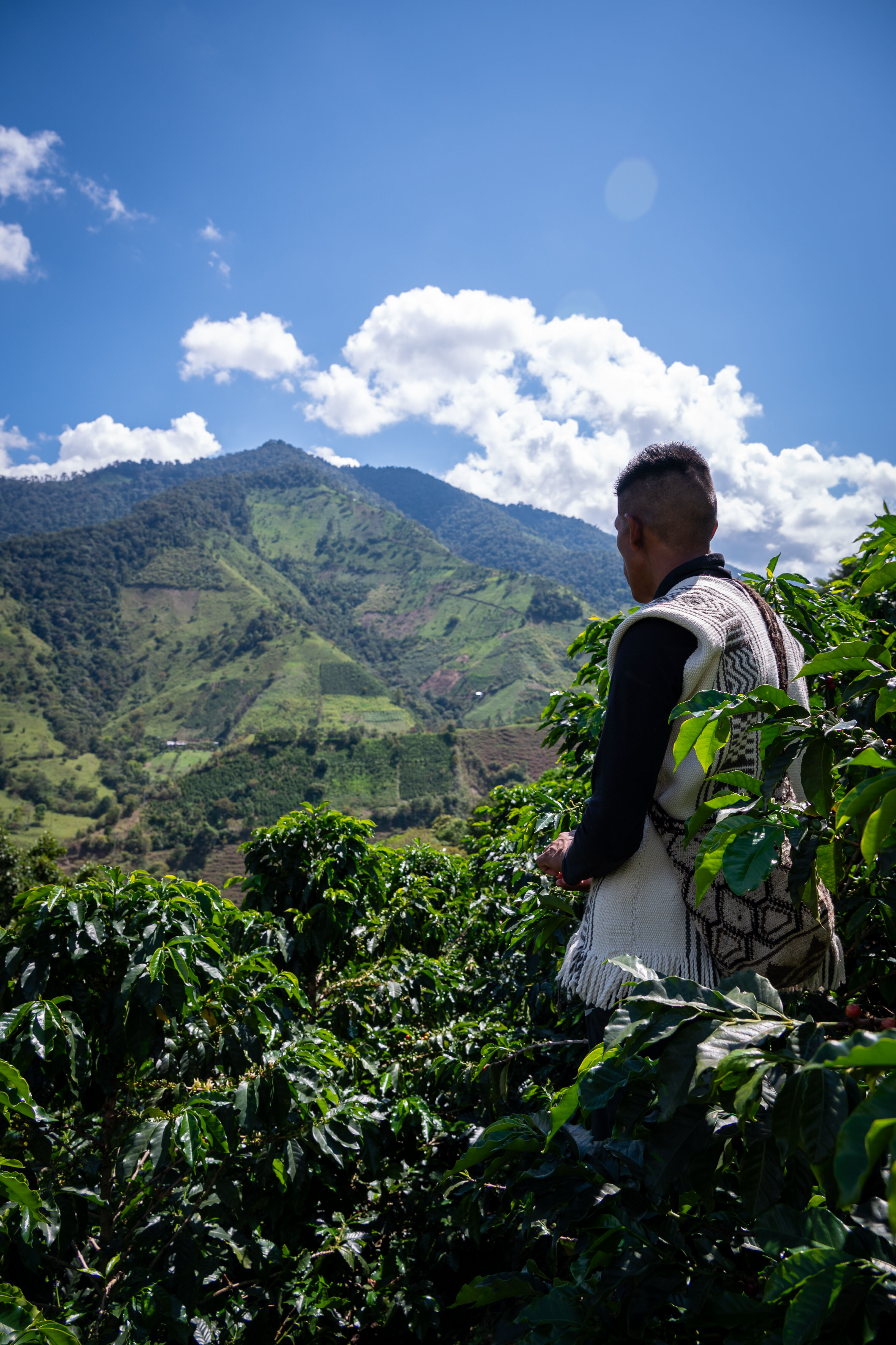 Colombia - ASOCANAFI - Geisha - Washed by Sail