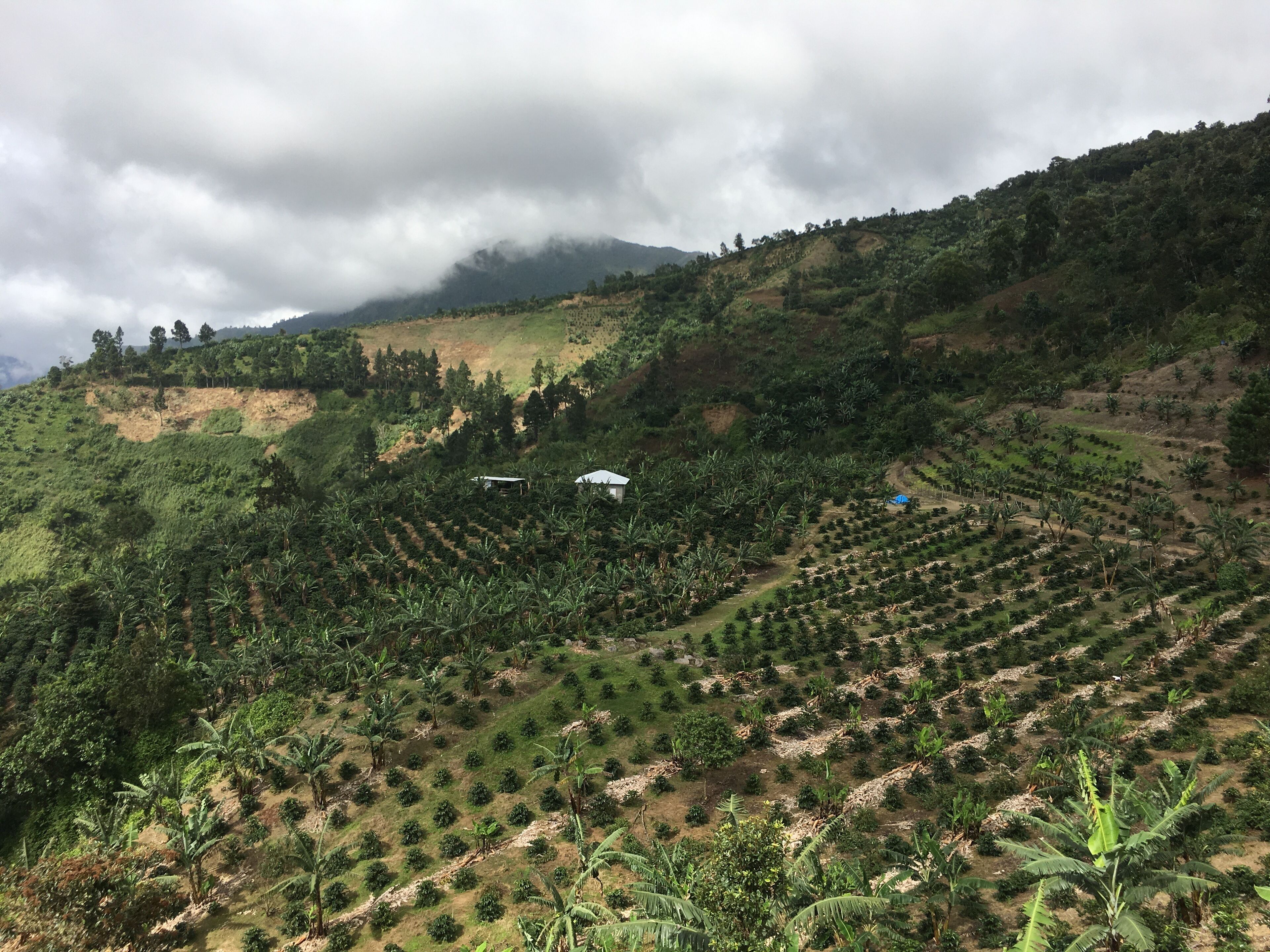 Blue Mountain - Cinchona