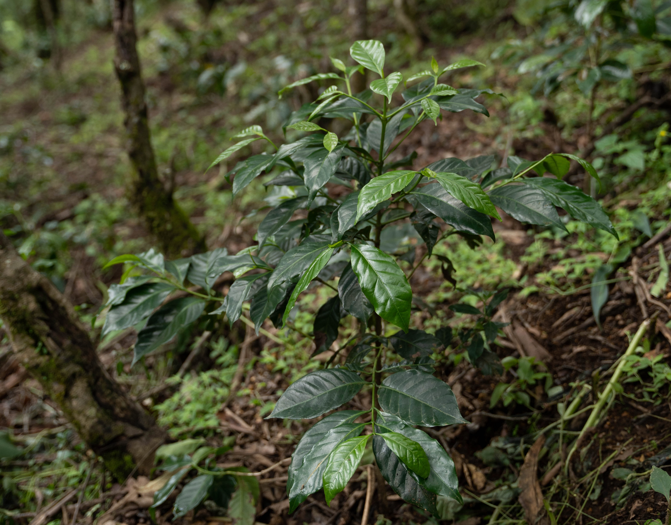 Guatemala - Antigua - Finca Gascon - Bourbon - Anaerobique