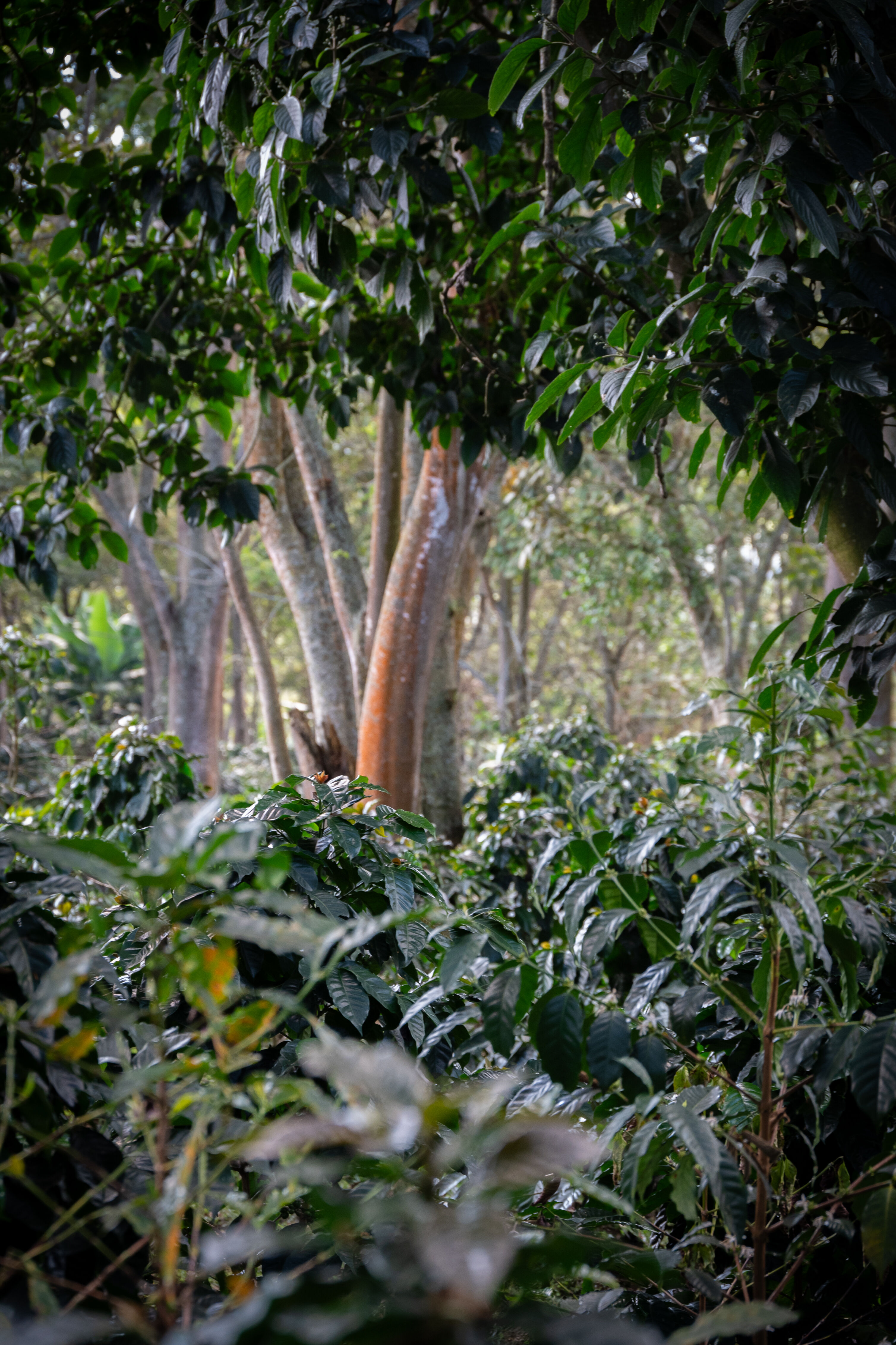 La Pradera