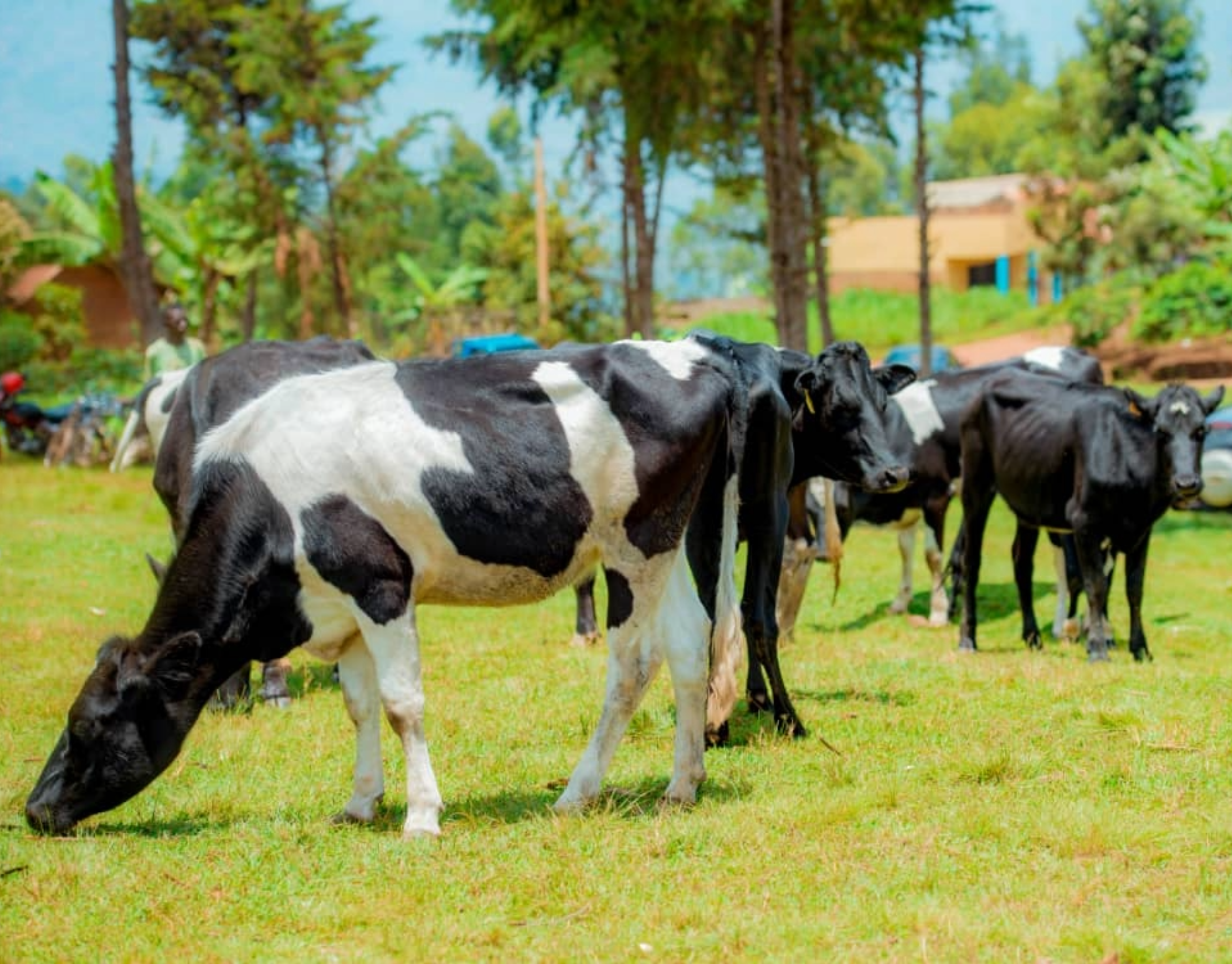 Dukunde Kawa Musasa Cooperative