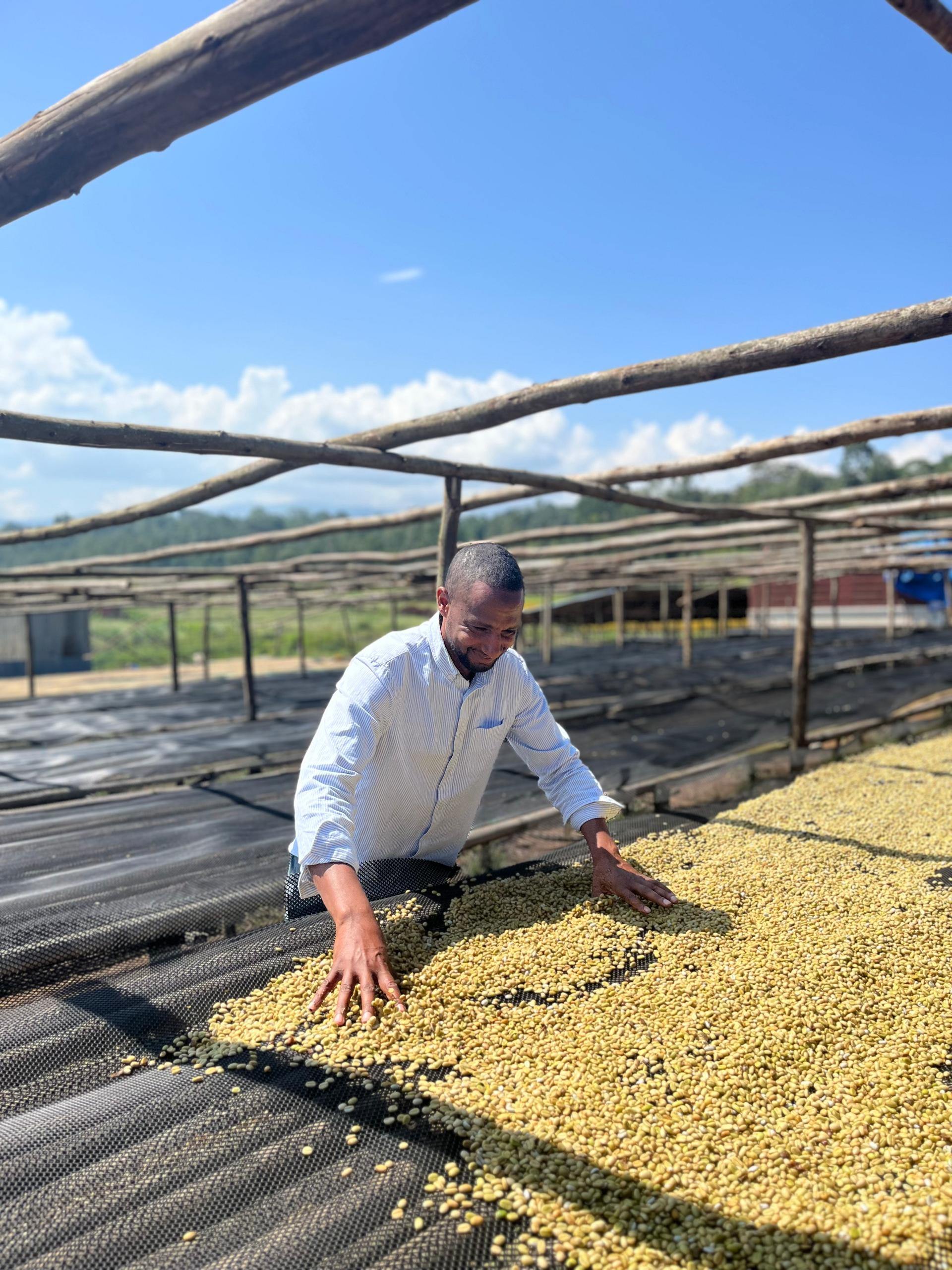 Sedi Washed - Lot 19