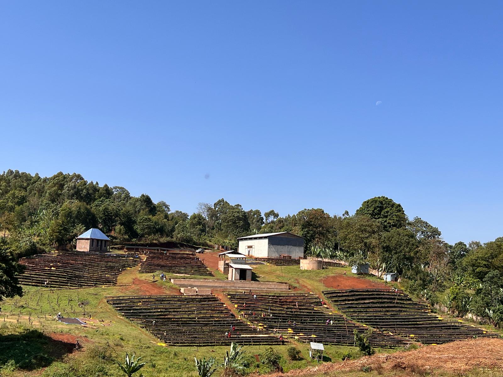 Jebena Guji Organic