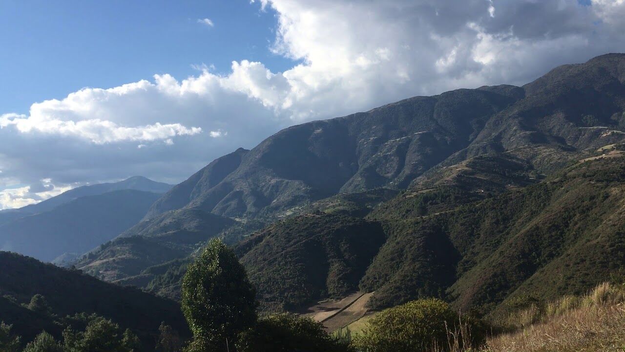 Tangara