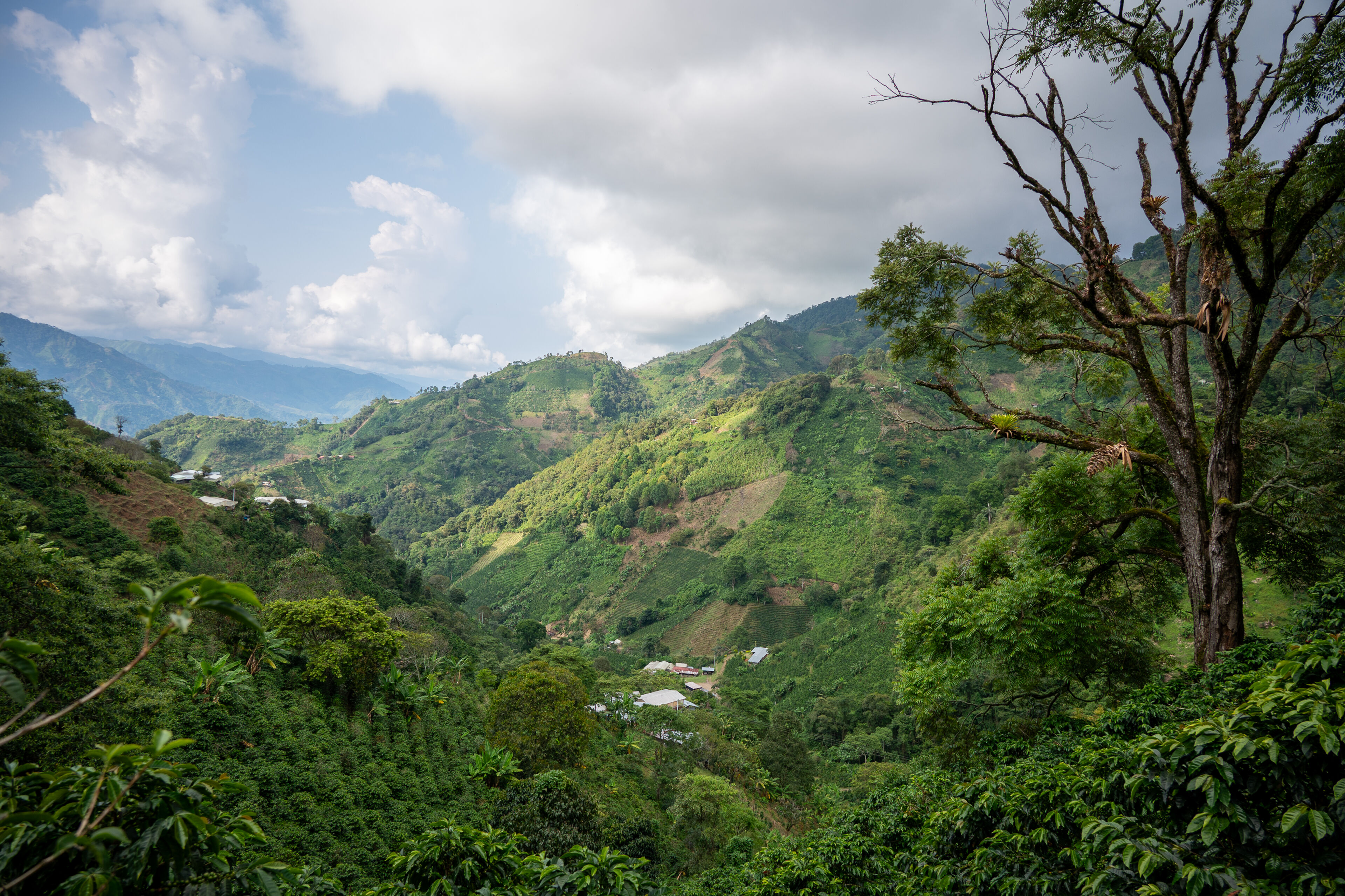 La Manoa