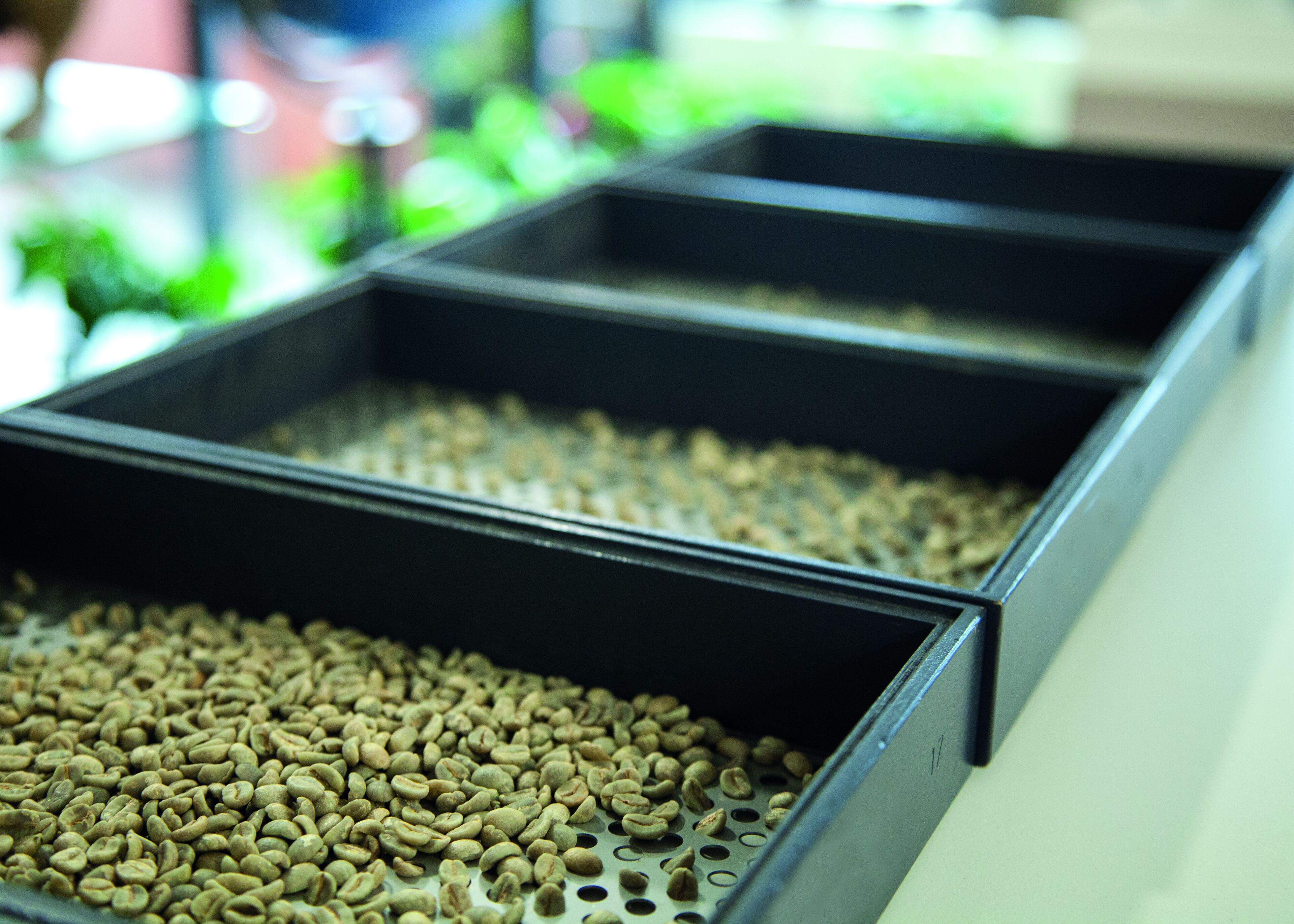 PINHALENSE - Coffee sample screen 14 to 20