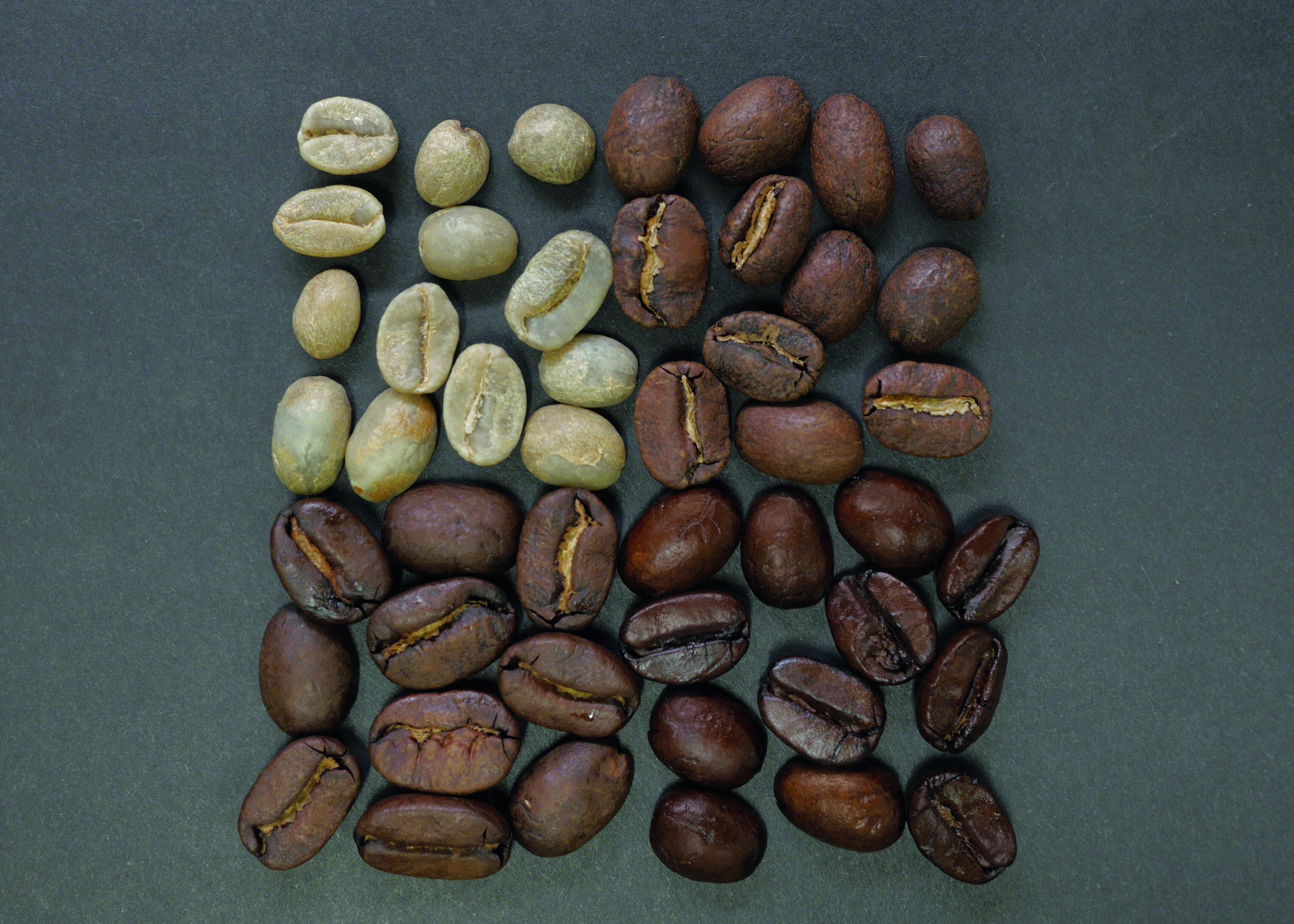 Coffee roaster colorimeter CM200