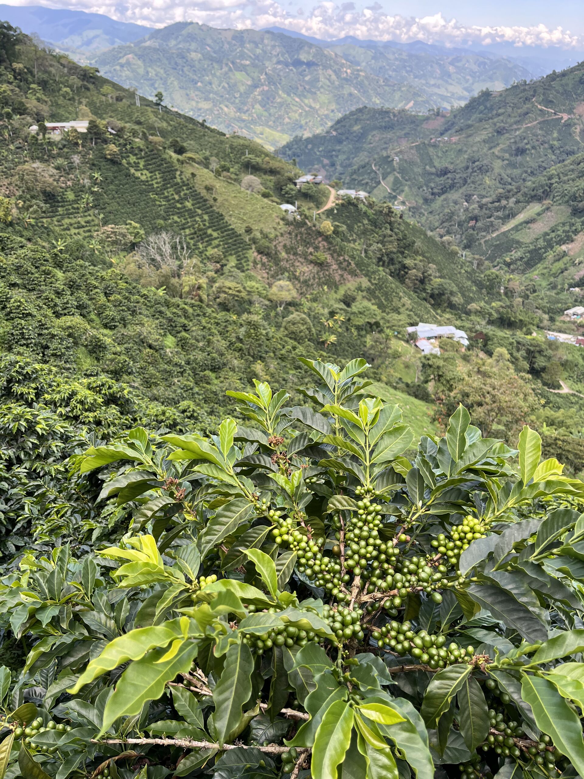 La Manoa