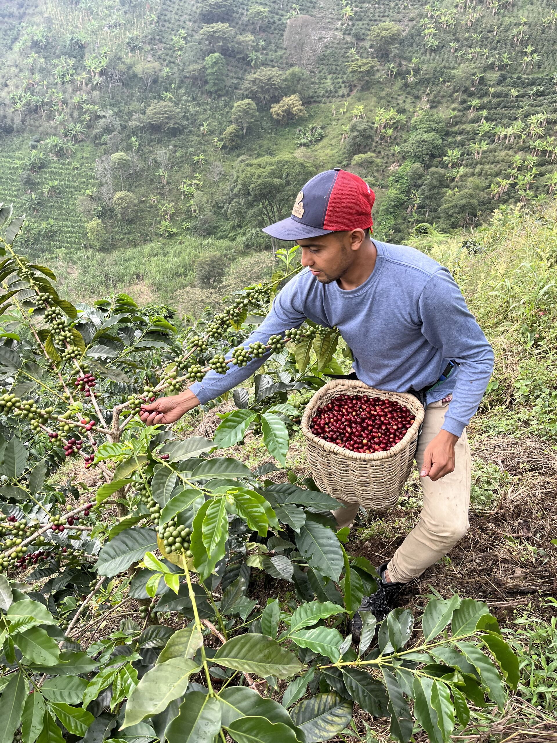 La Manoa