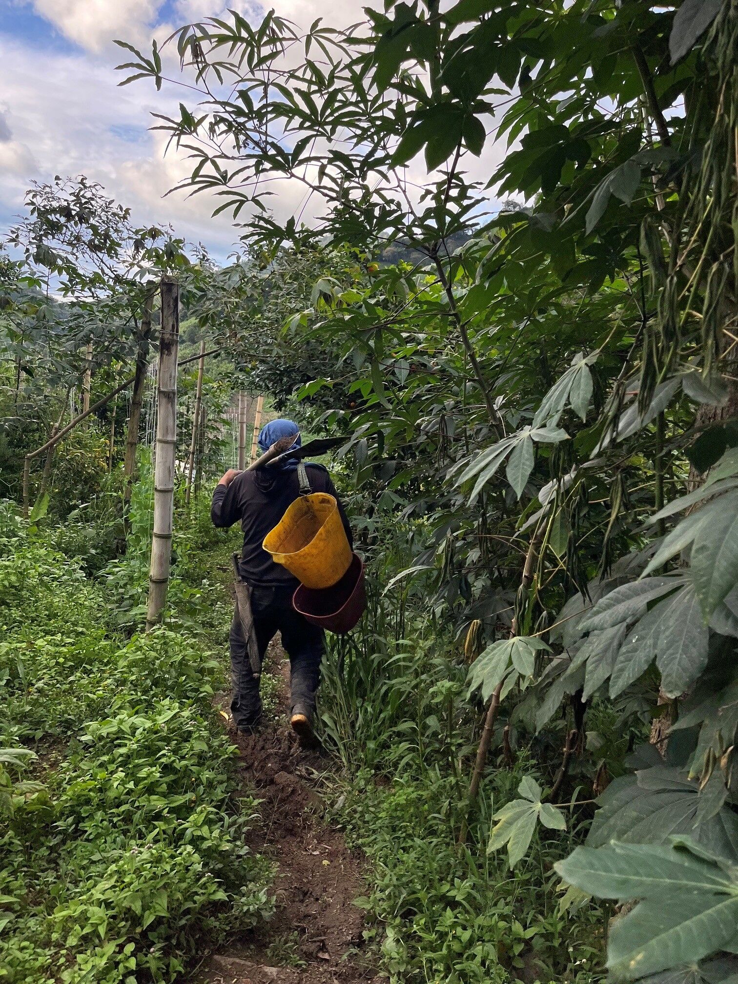 La Manoa