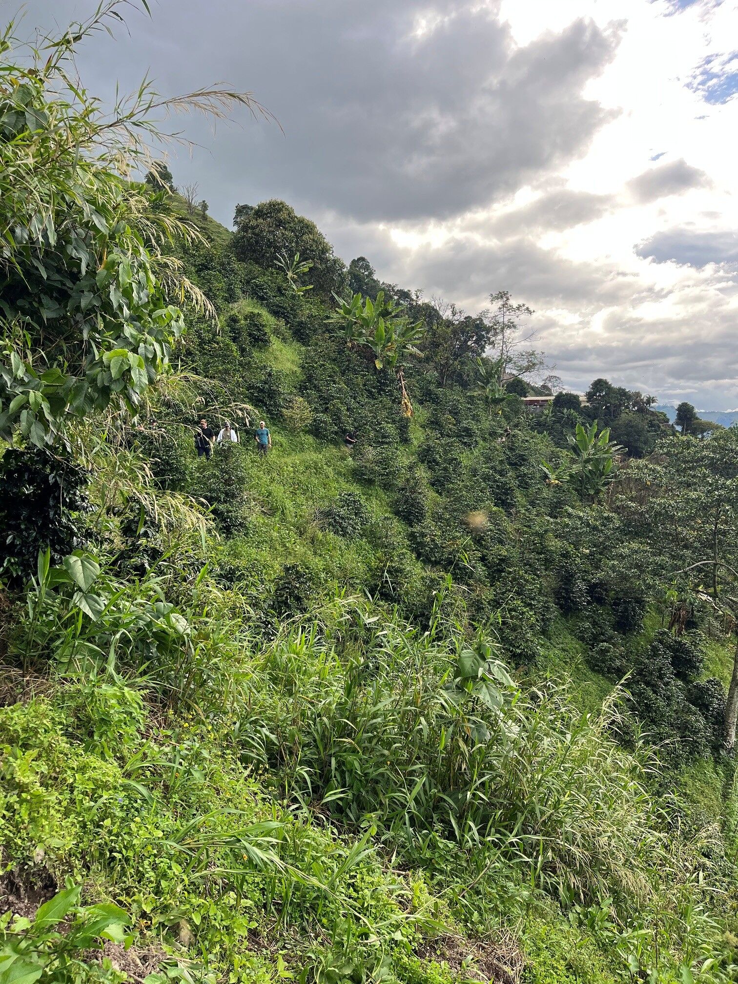 La Manoa
