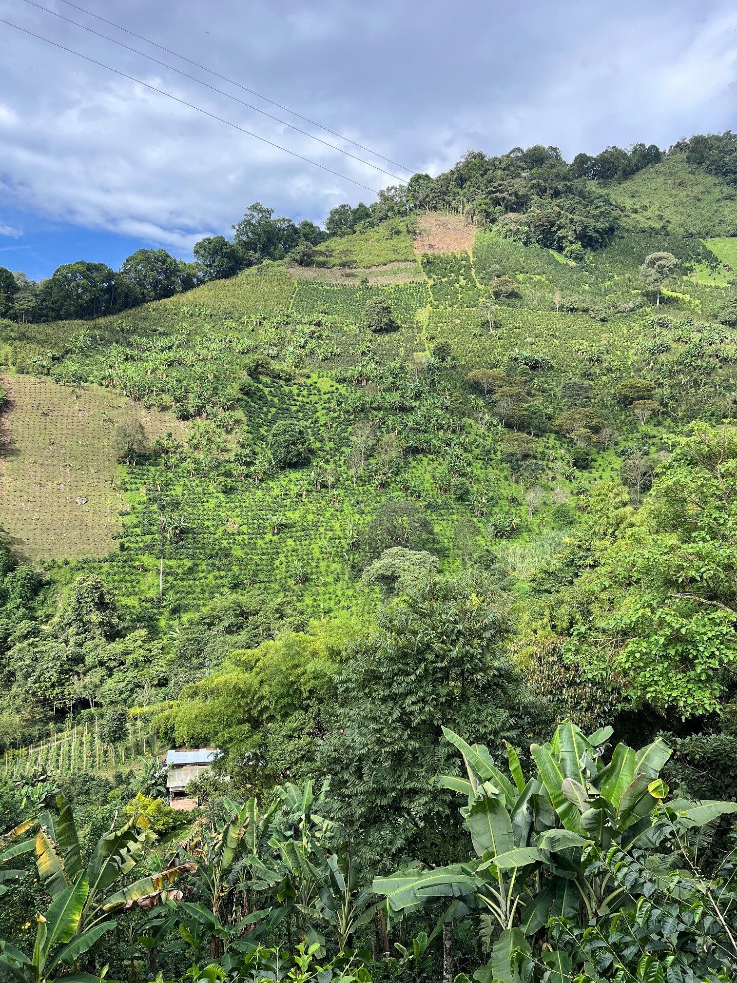 La Manoa